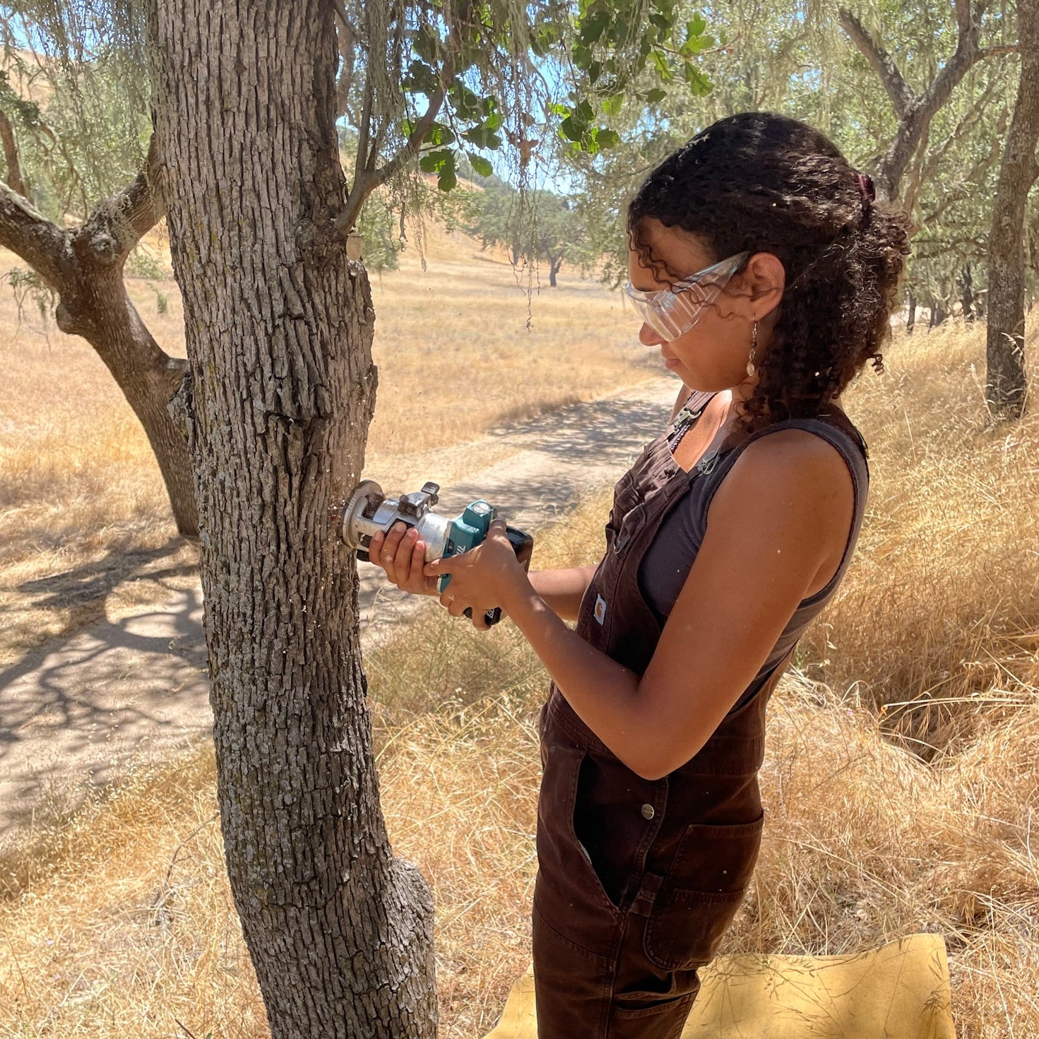 young woman uses a tool to sample tree data