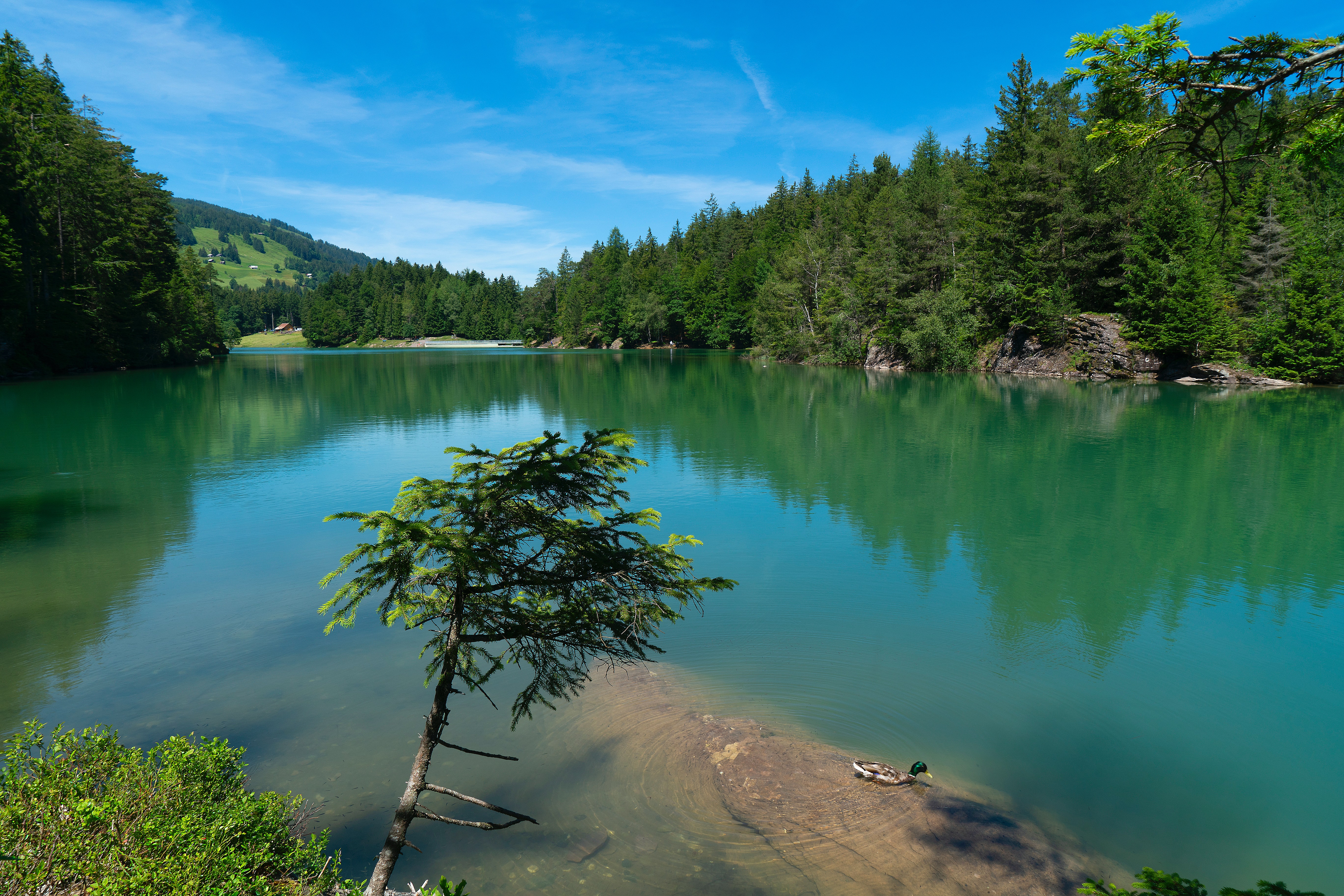 Green lake surrounded by pine trees