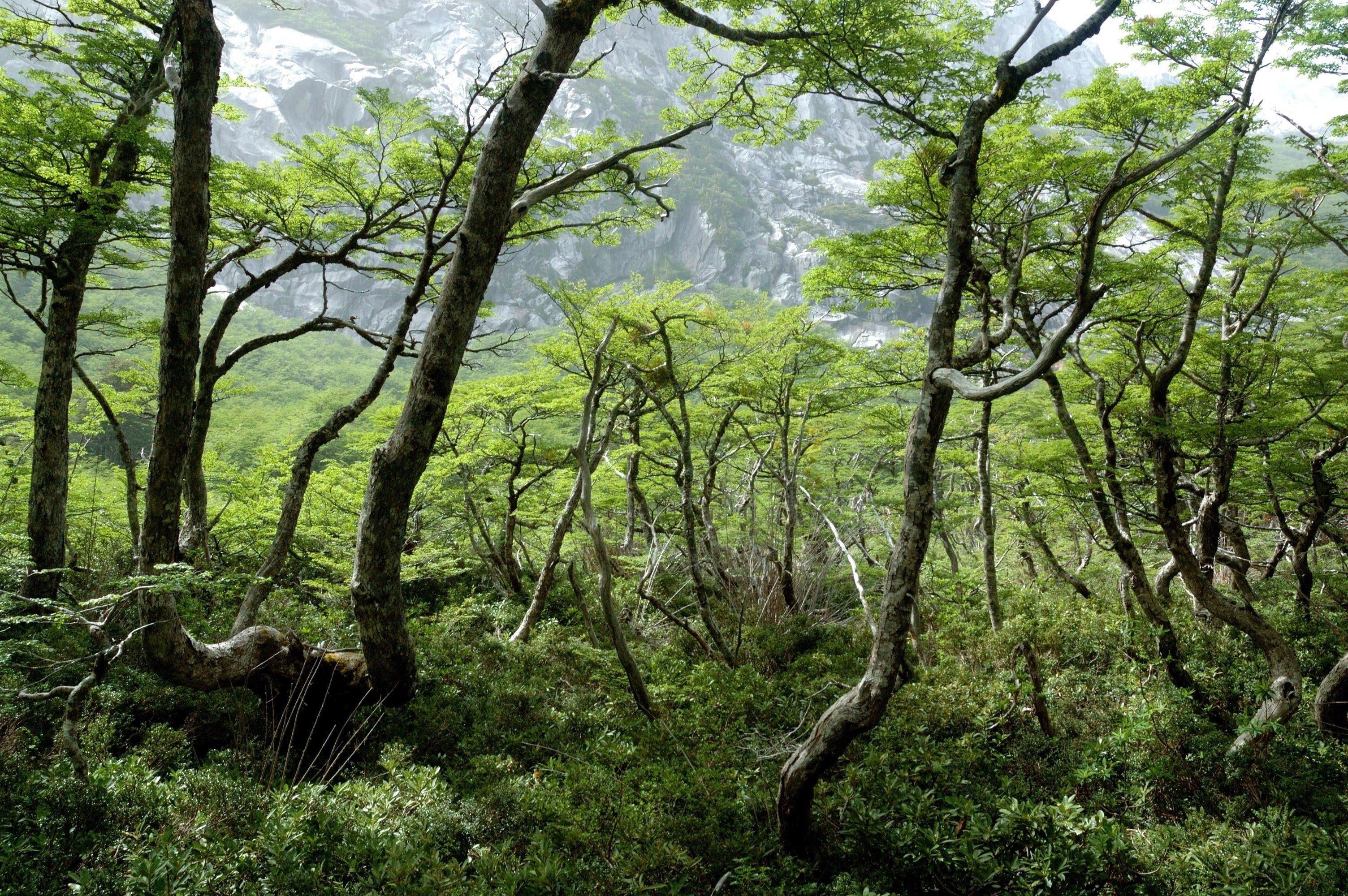 Lush native forest trees in Chile 