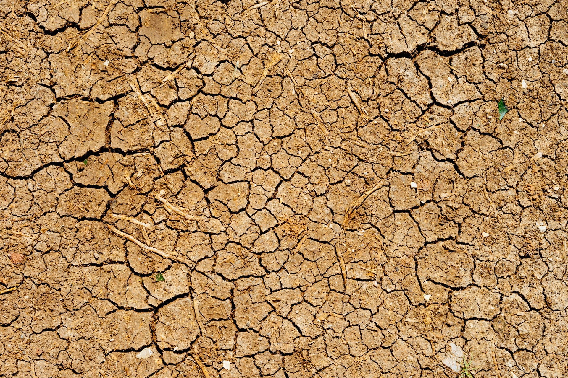 Dry, cracked earth