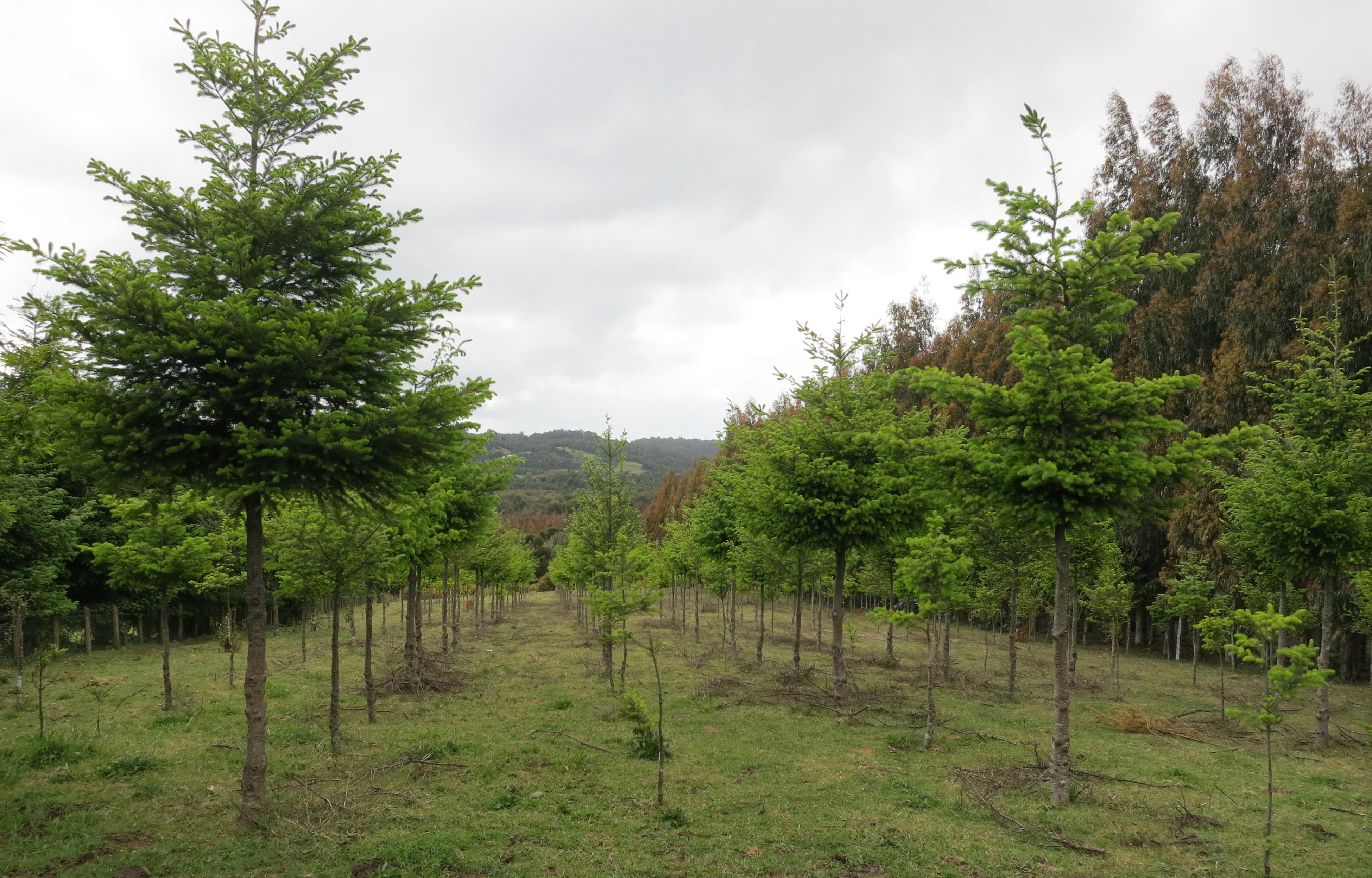 Trees planted in rows in grassy area