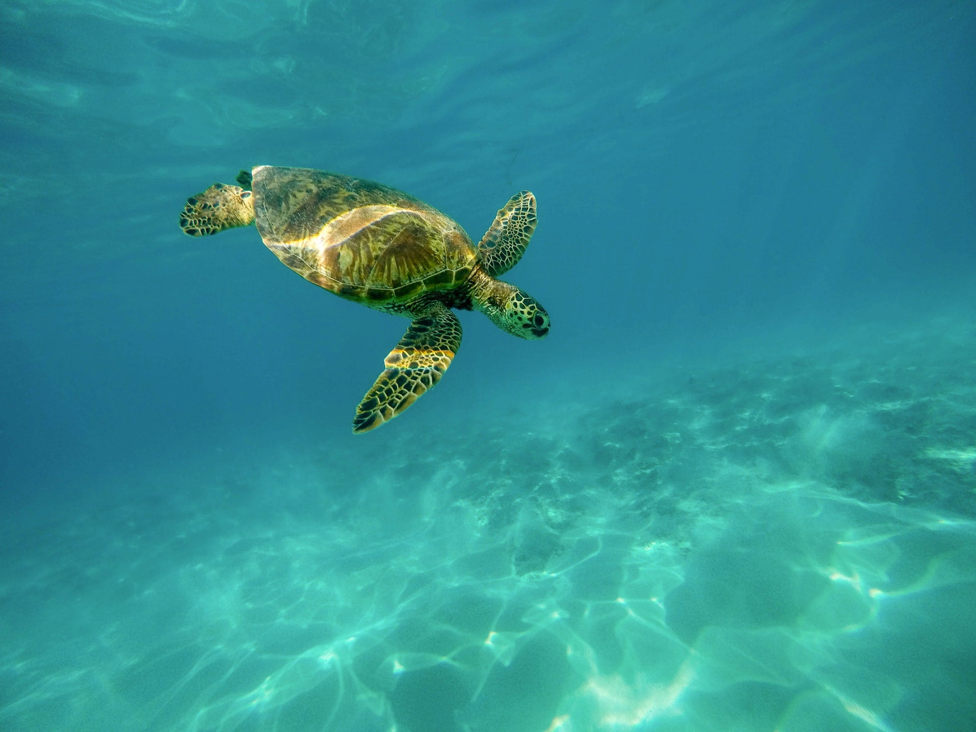 A sea turtle swims underwater