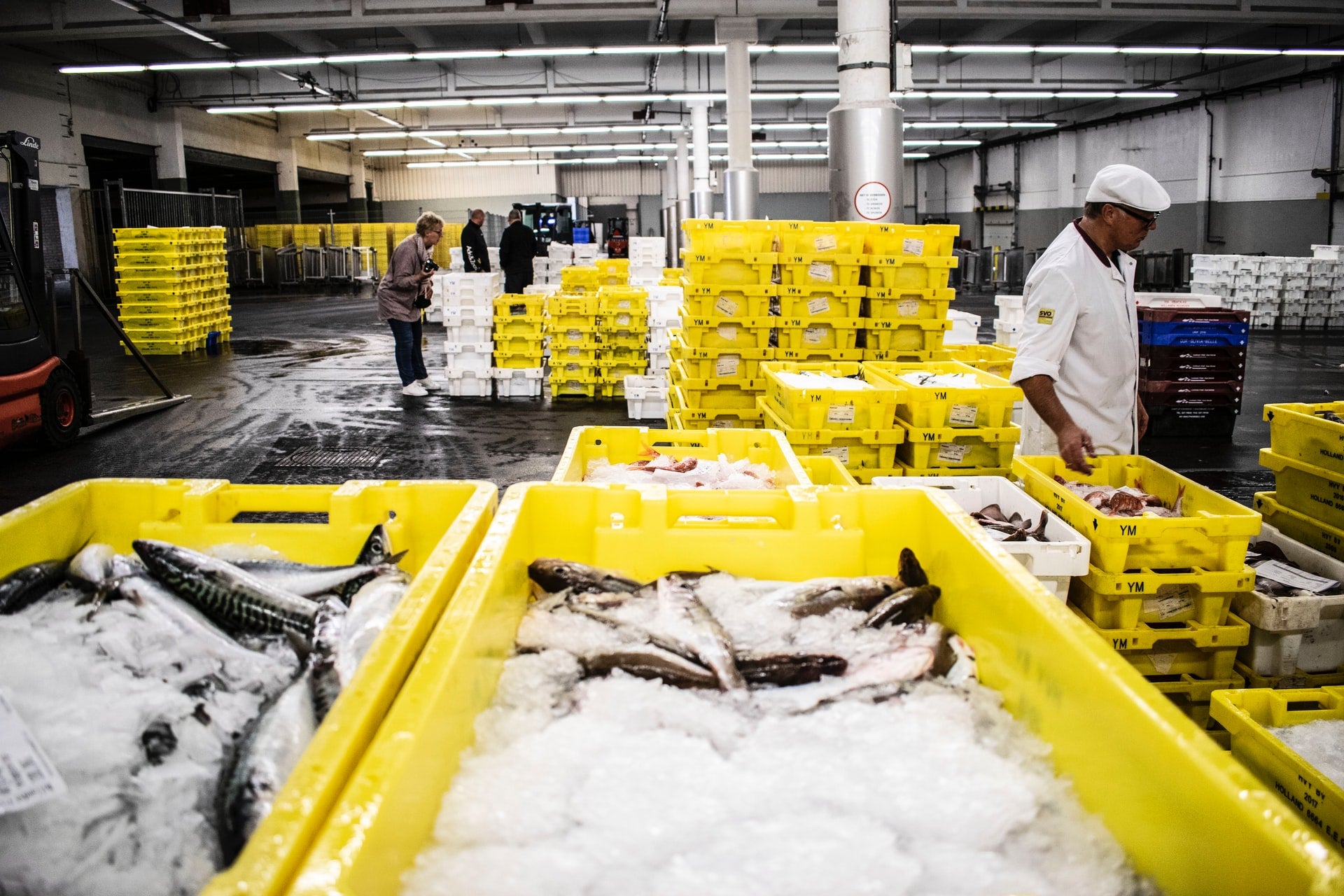 Yellow crates of fish on ice