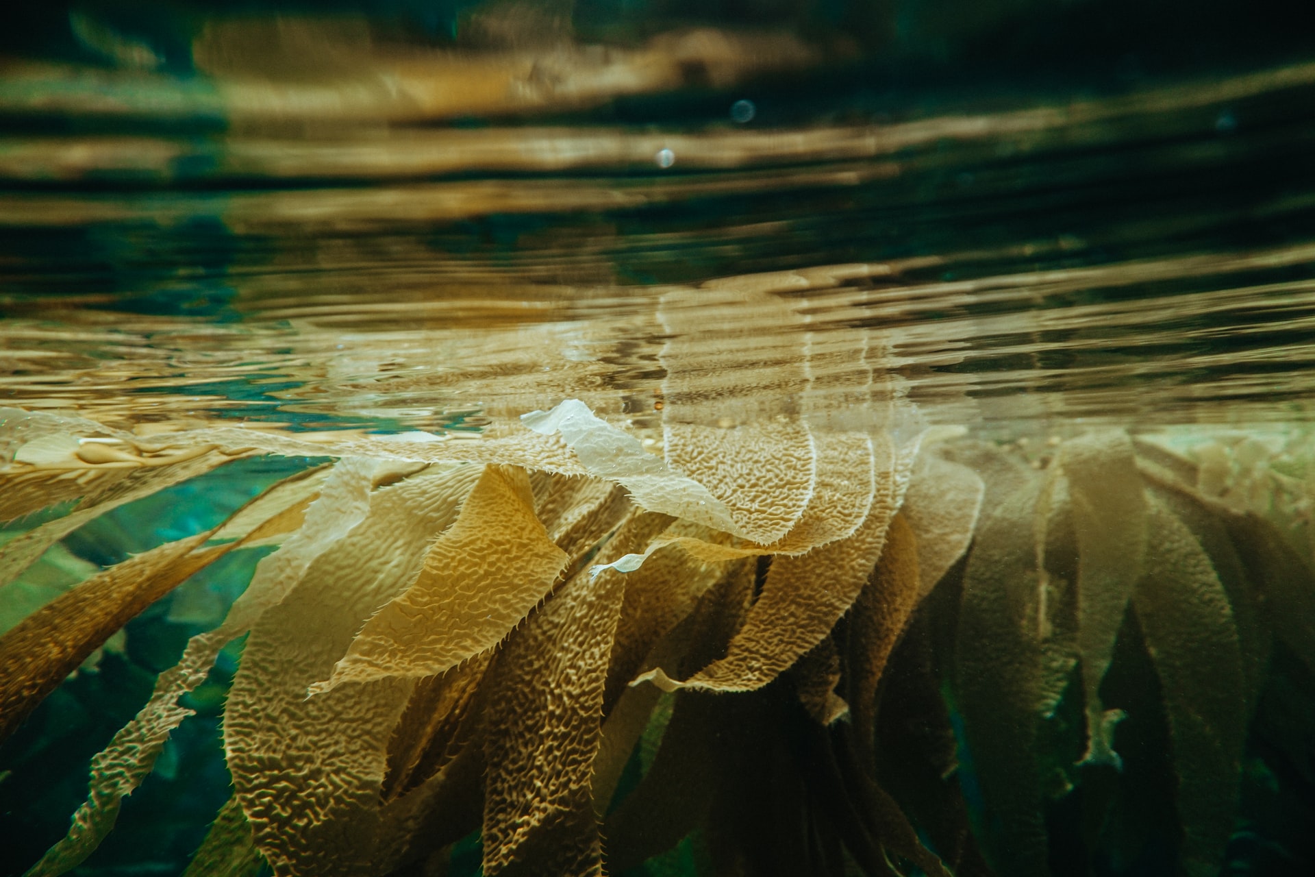 Kelp floats near the surface of the water