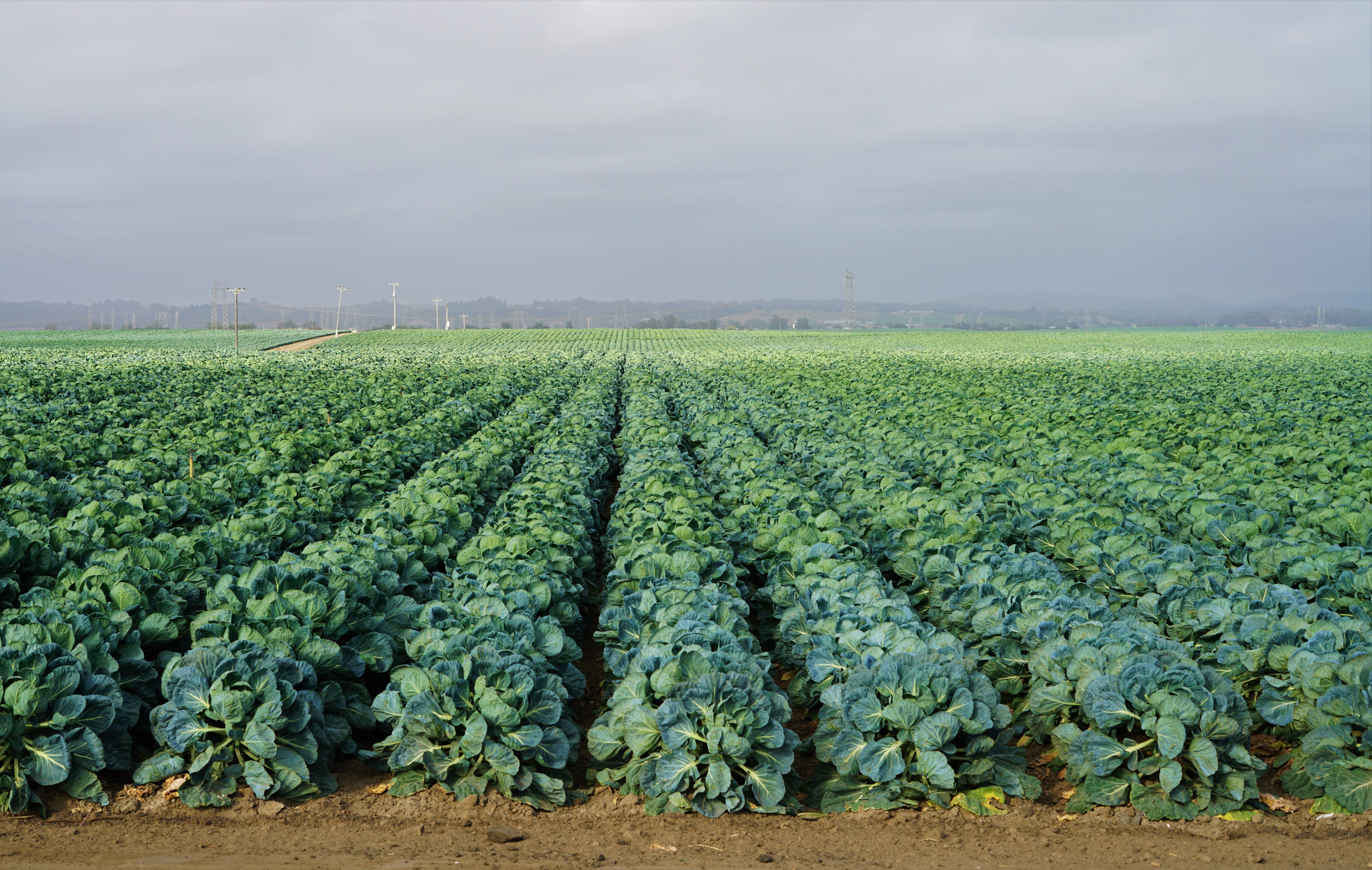 Rows of crops in a field, credit Peter Gonzalez