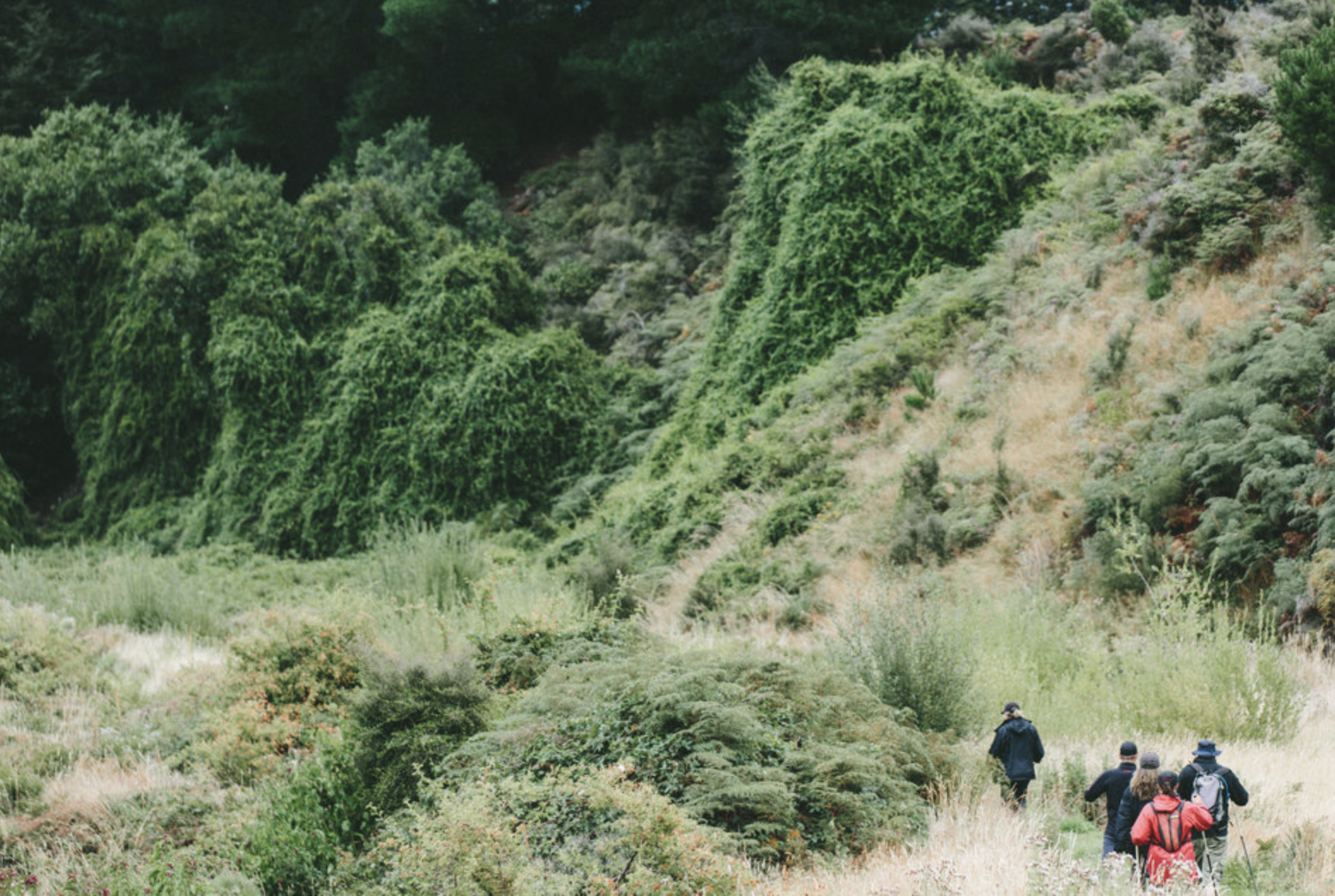 A group of people traverse a grassy field through brush