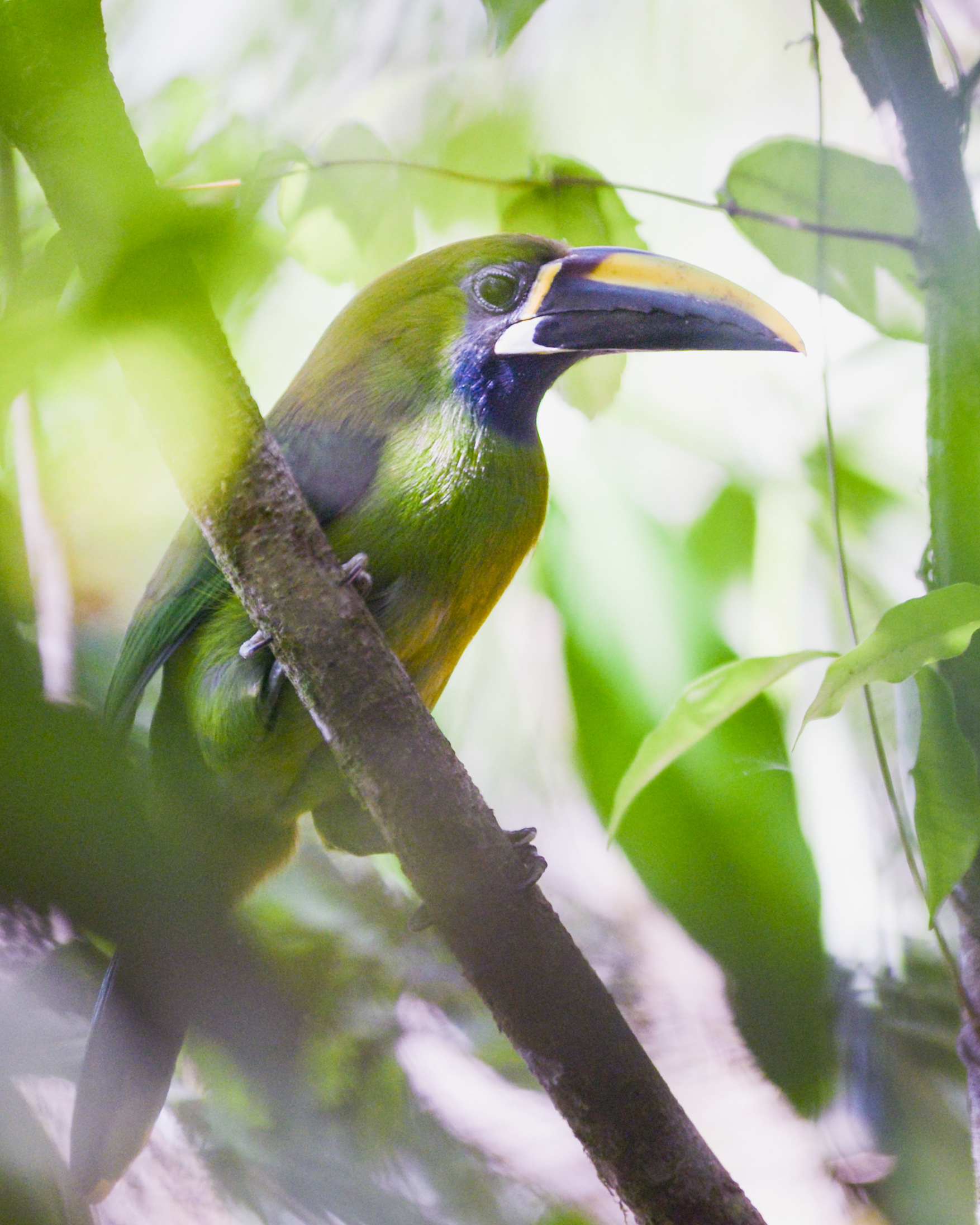 tropical bird