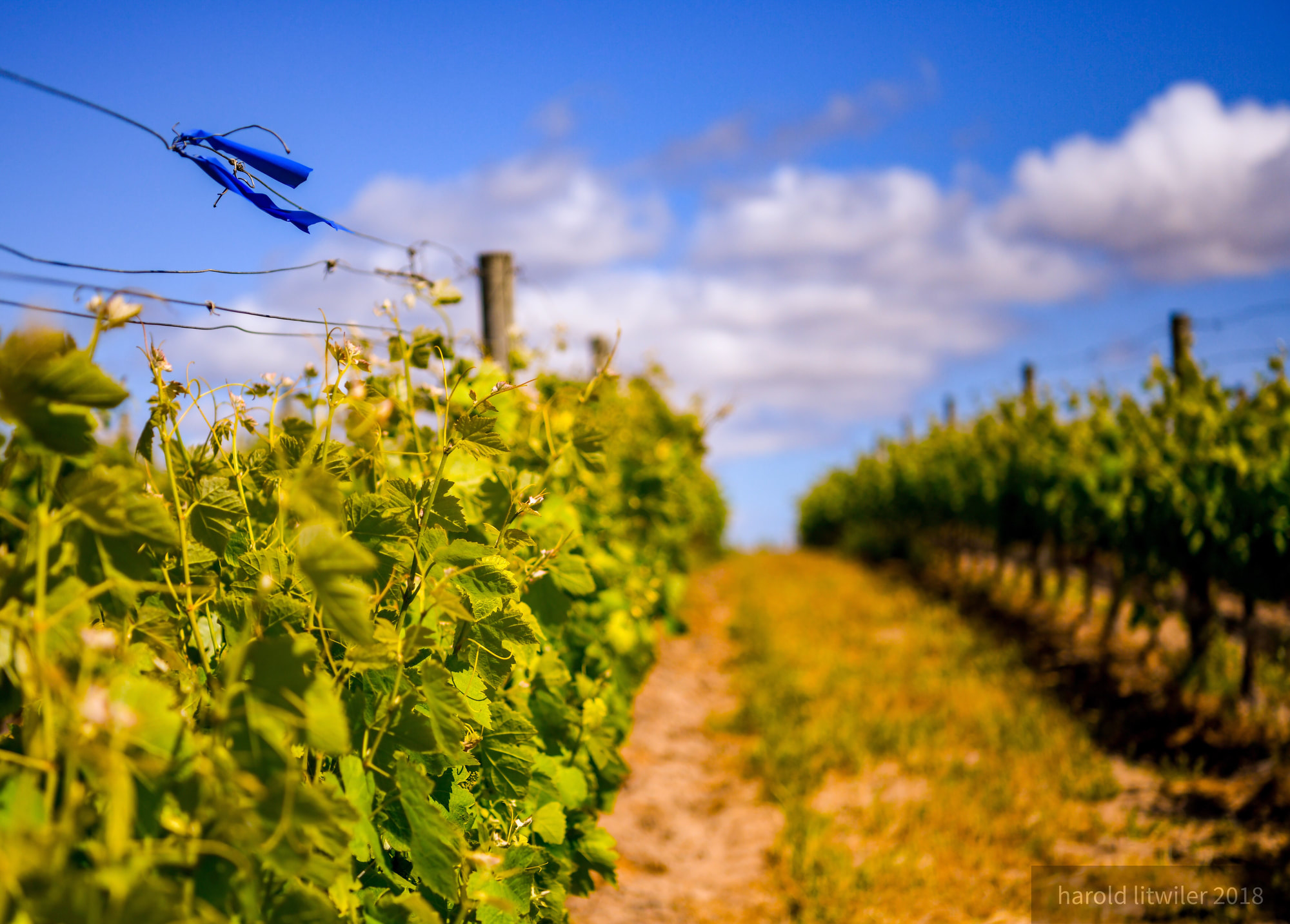 An agricultural crop growing in rows