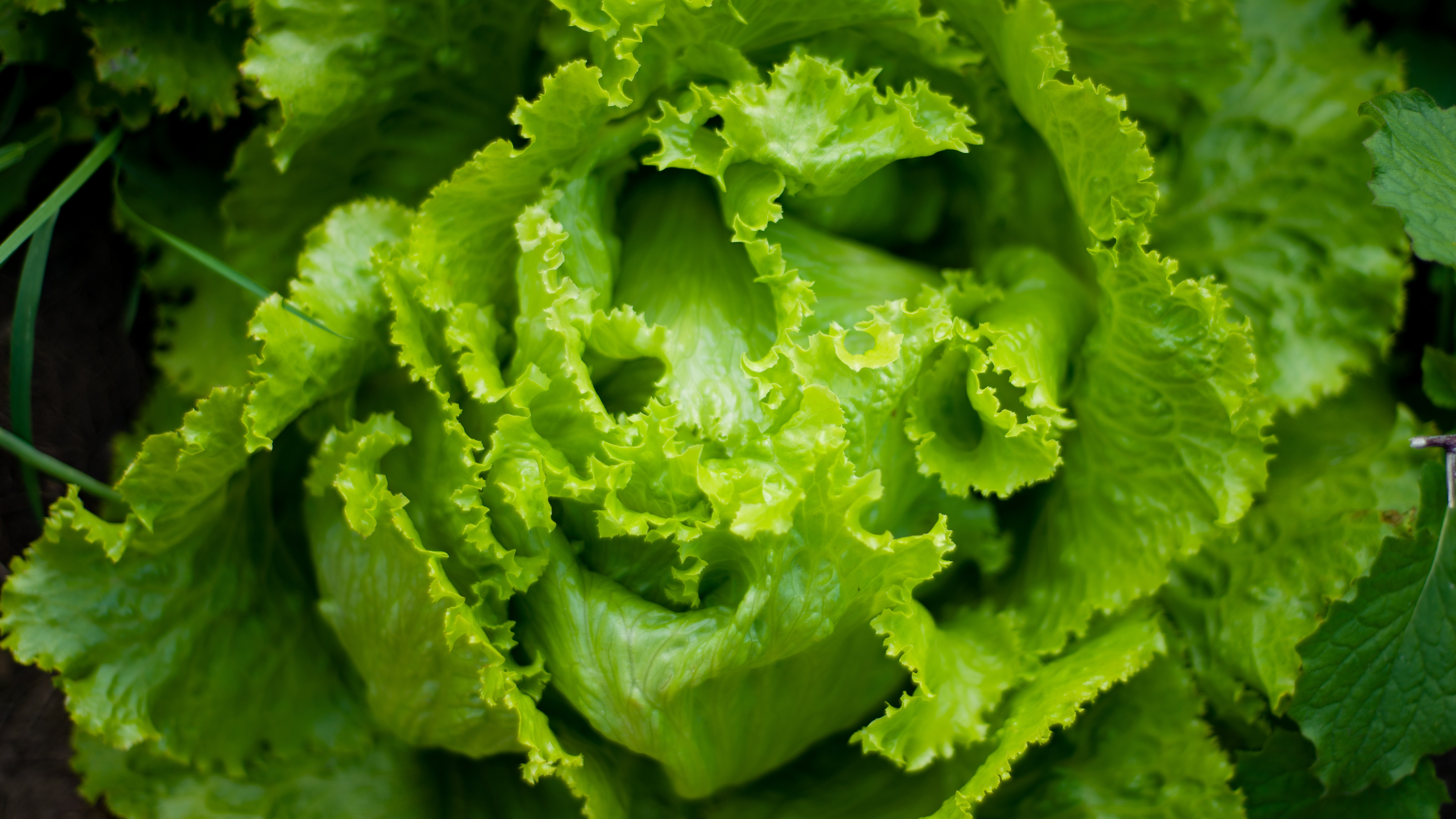 Close up on head of lettuce