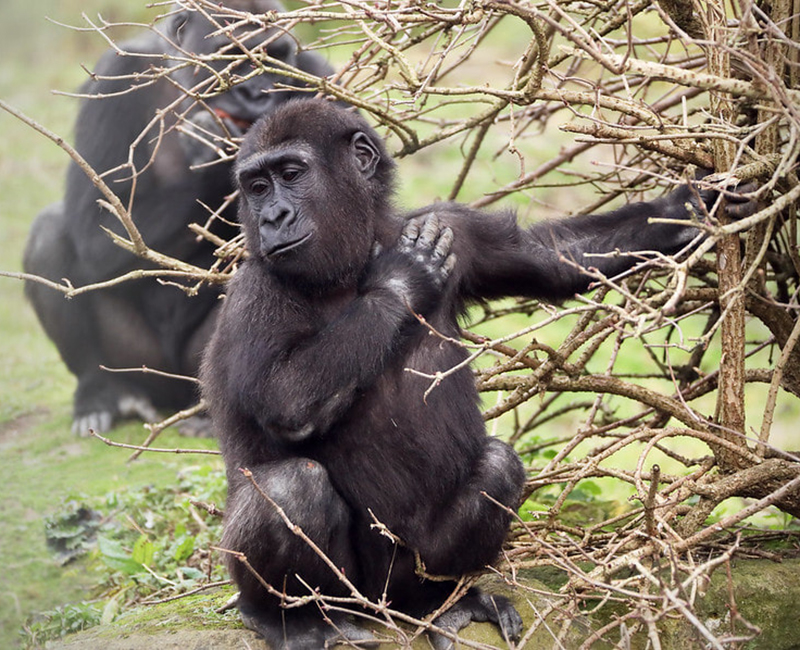 gorillas in the congo