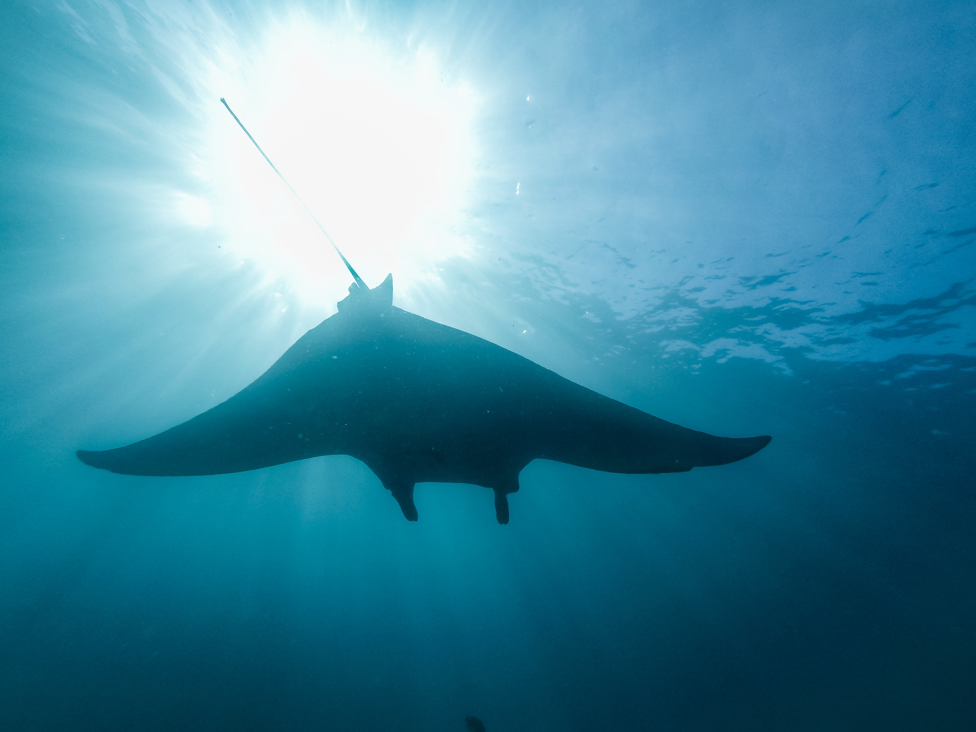 Silhouette of a sting ray underwater