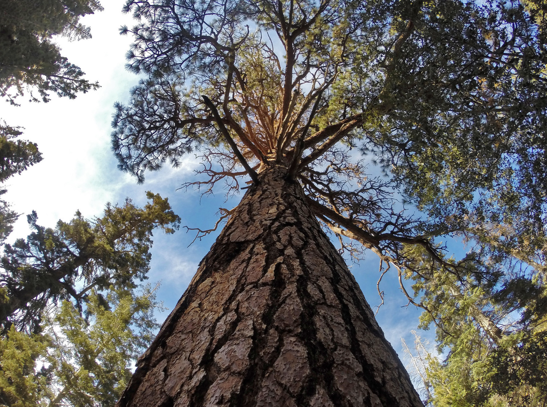 ground level view of a tall pine tree