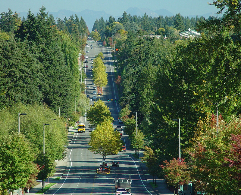 boulevard surrounded by trees