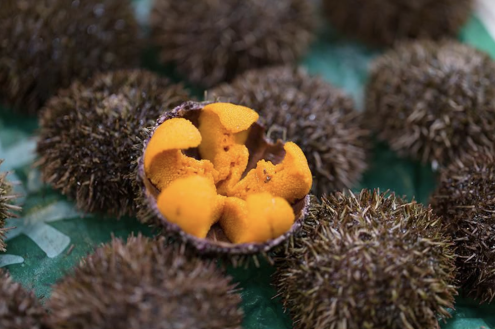 Orange roe of a sea urchin.