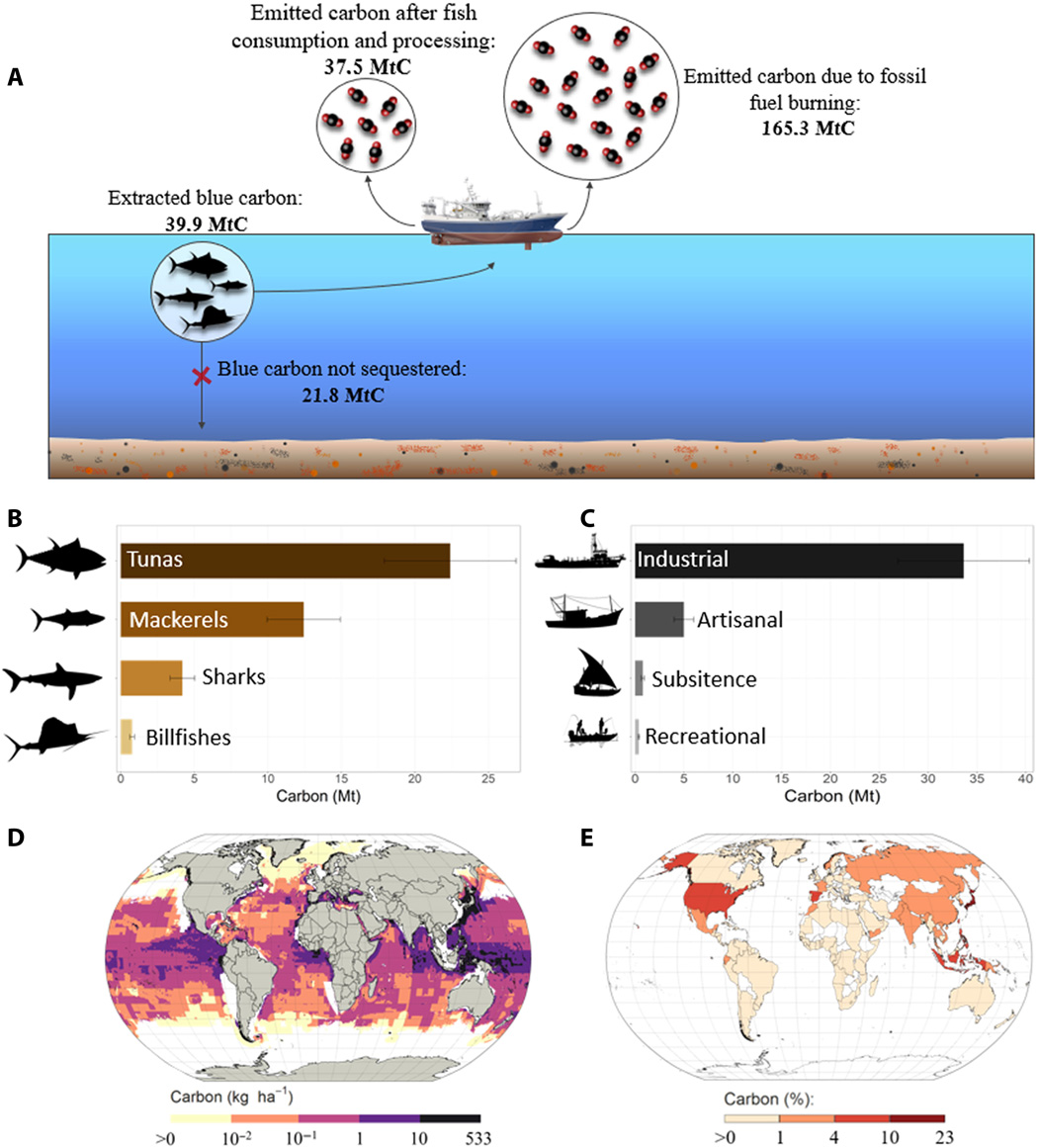 Illustration and graphs illustrating total blue carbon extraction of large fish since 1950