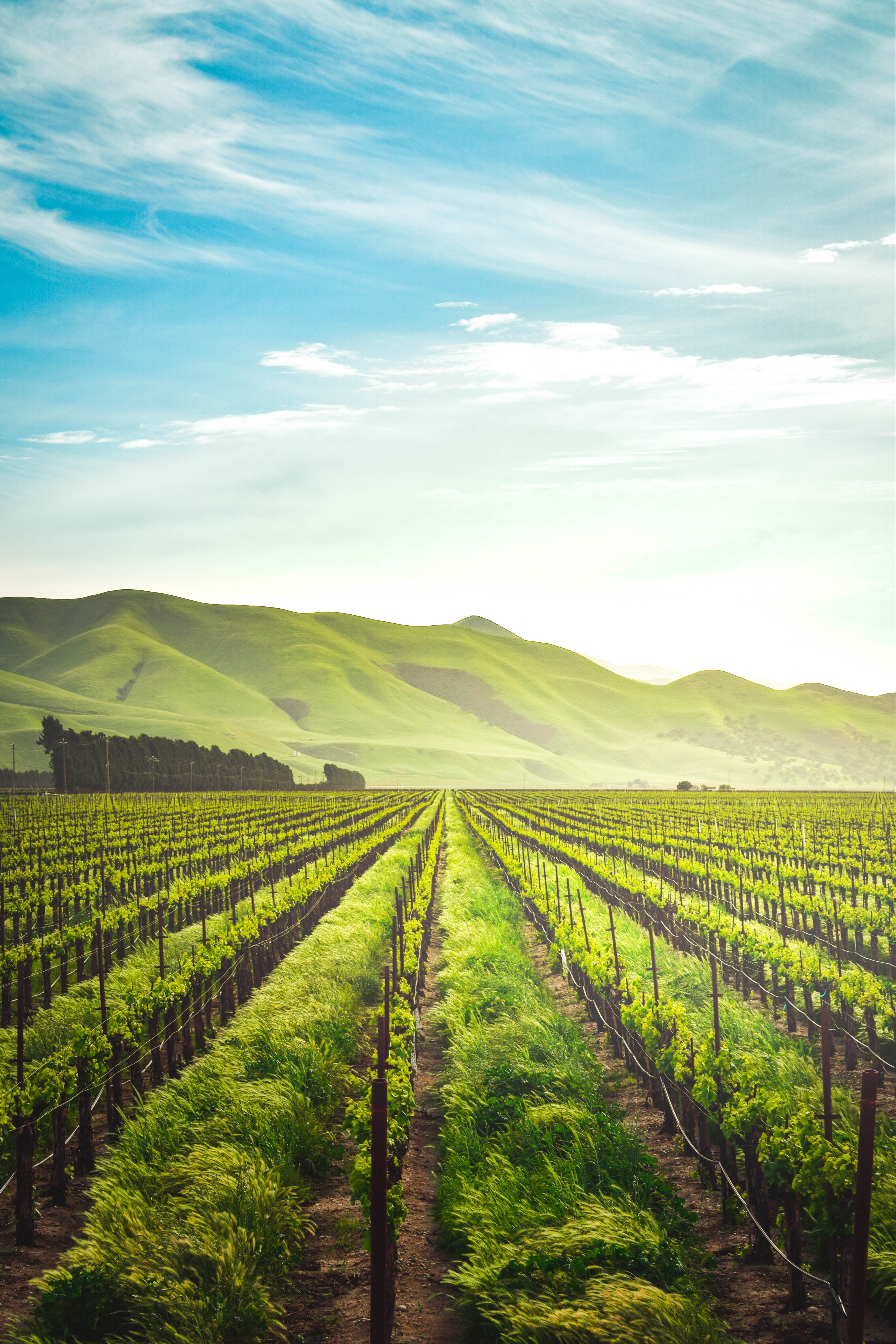 Green crop rows with a scenic backdrop of hills and sky