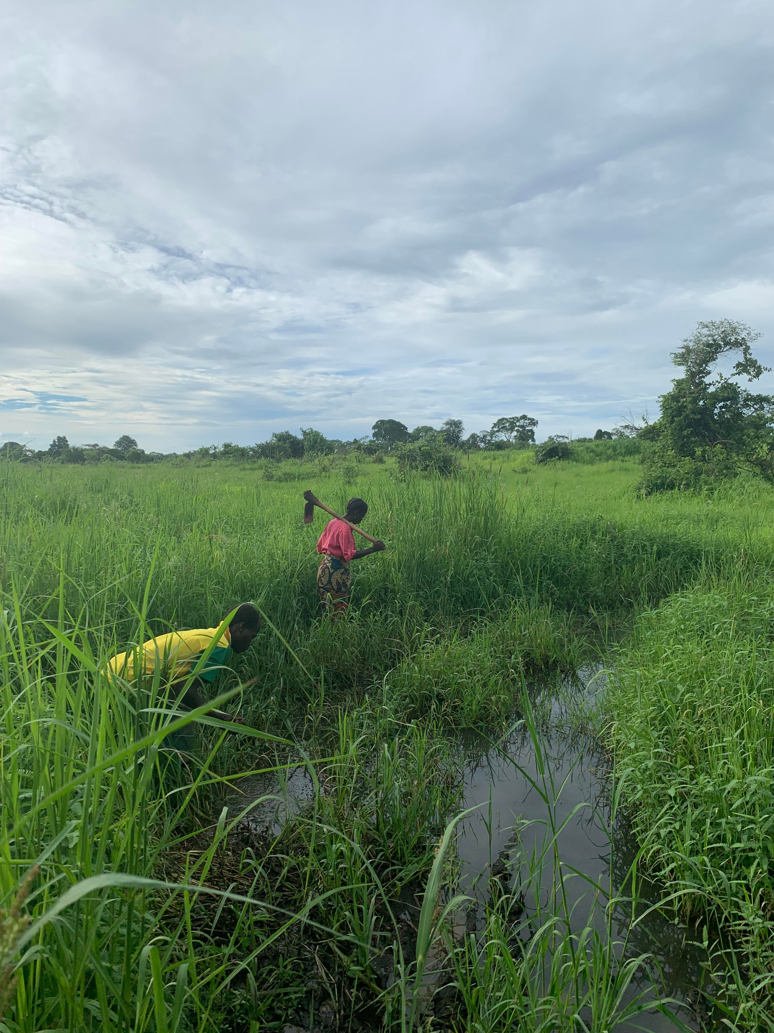 Rural Zambian farmers working in a wet field 