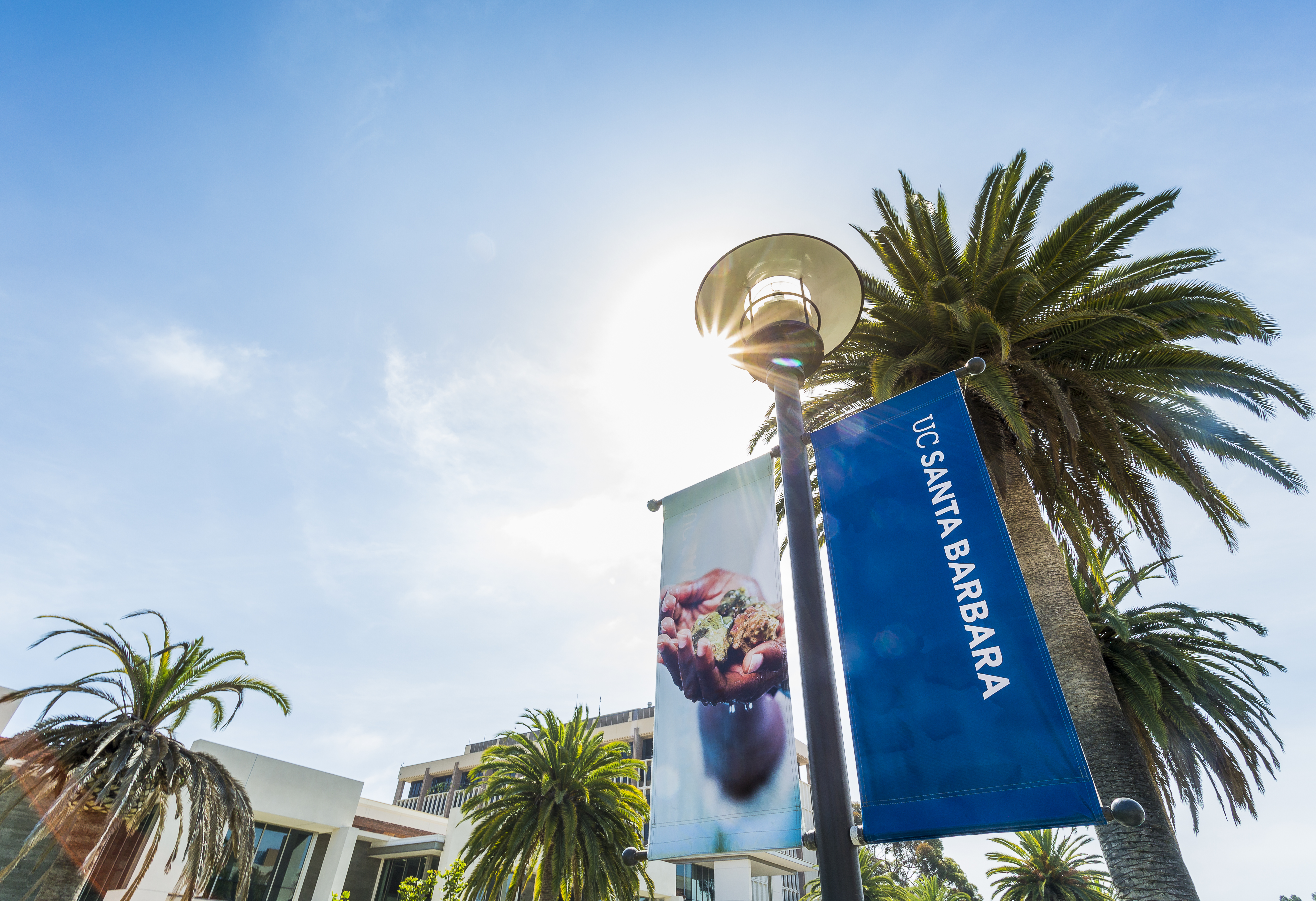 View of campus banners and palm trees looking toward sky