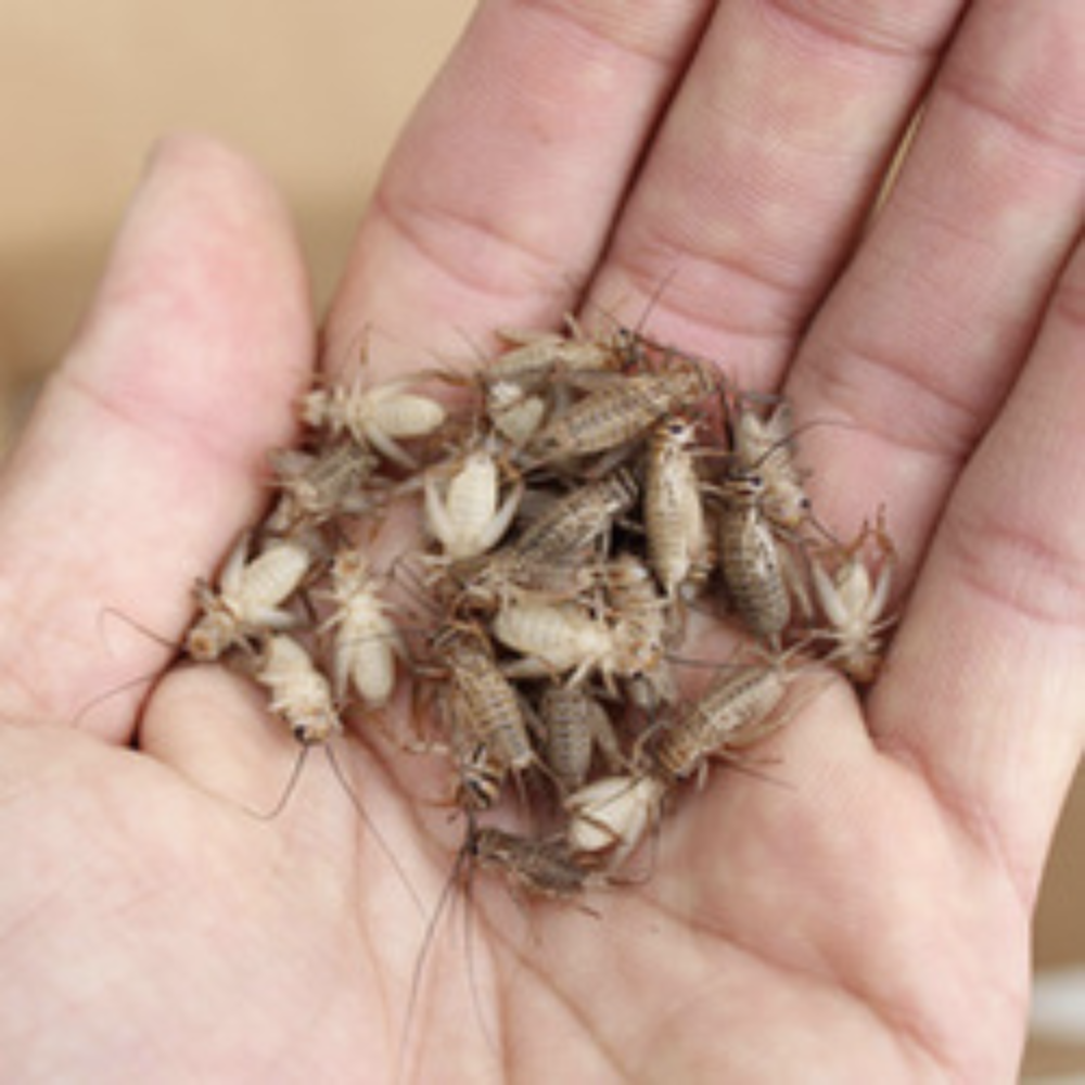 Dried crickets in palm of hand