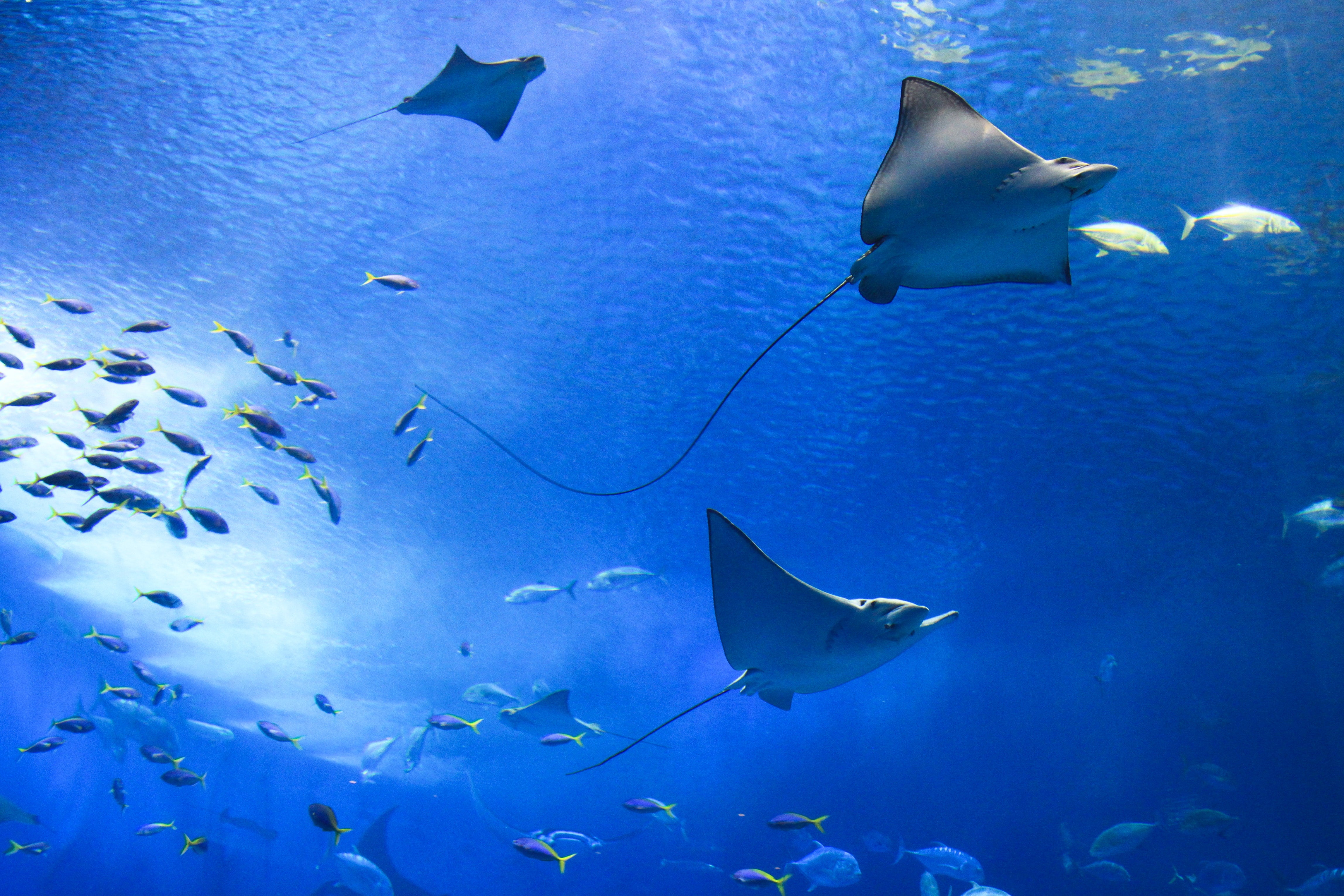 Ocean full of life, fish and manta ray