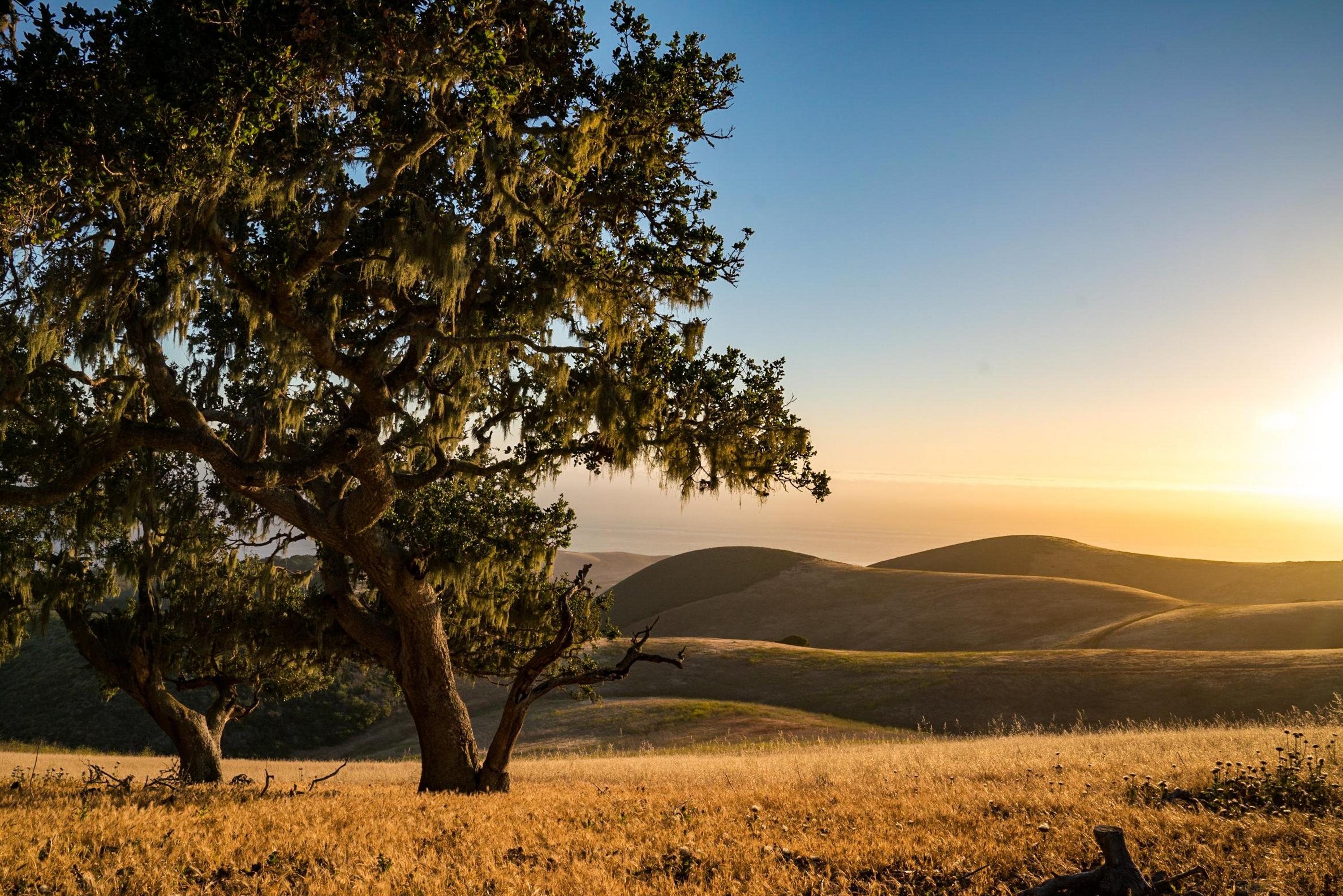 Large oak tree landscape with rolling hills and clear sky