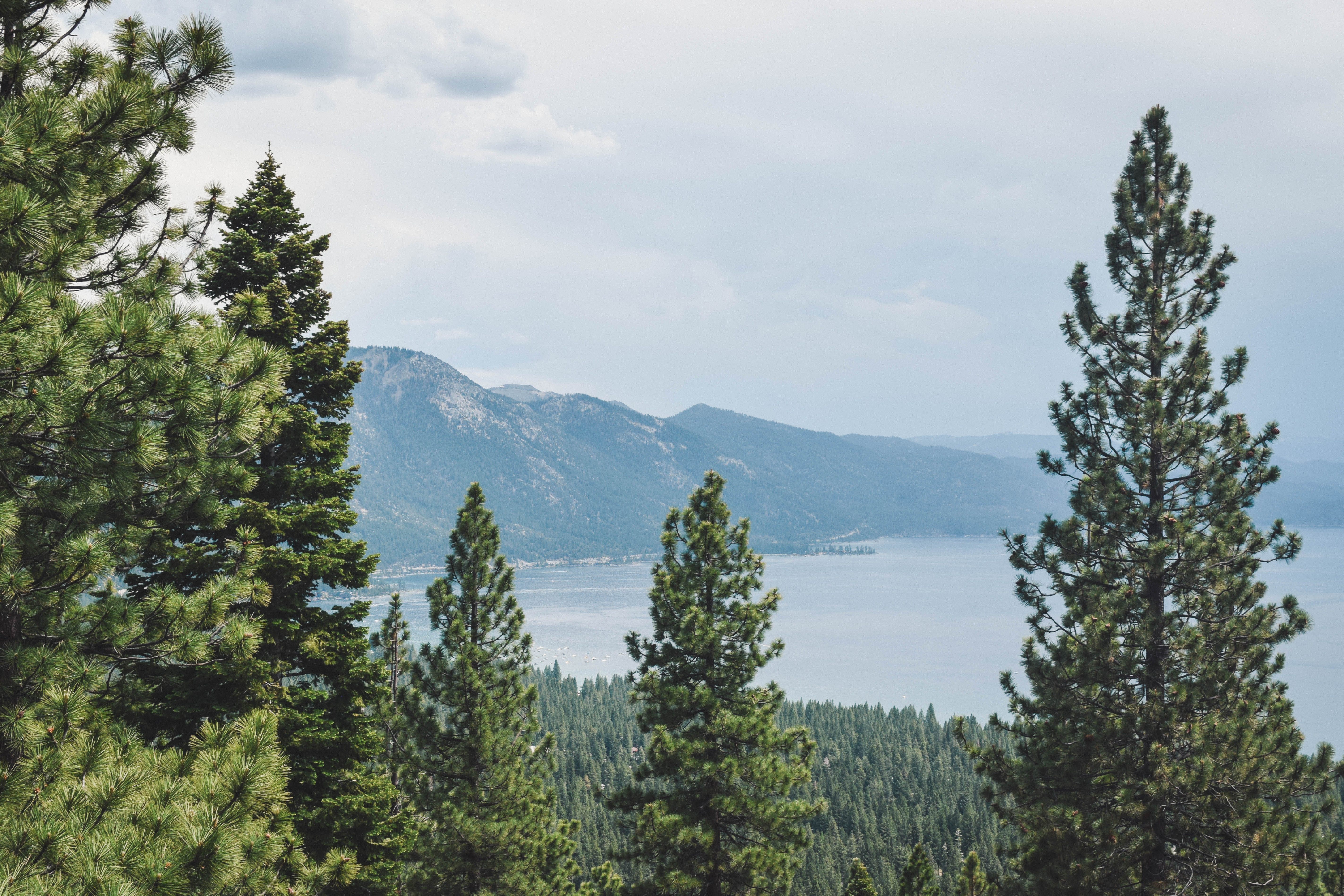 Pine trees and mountains around Lake Tahoe