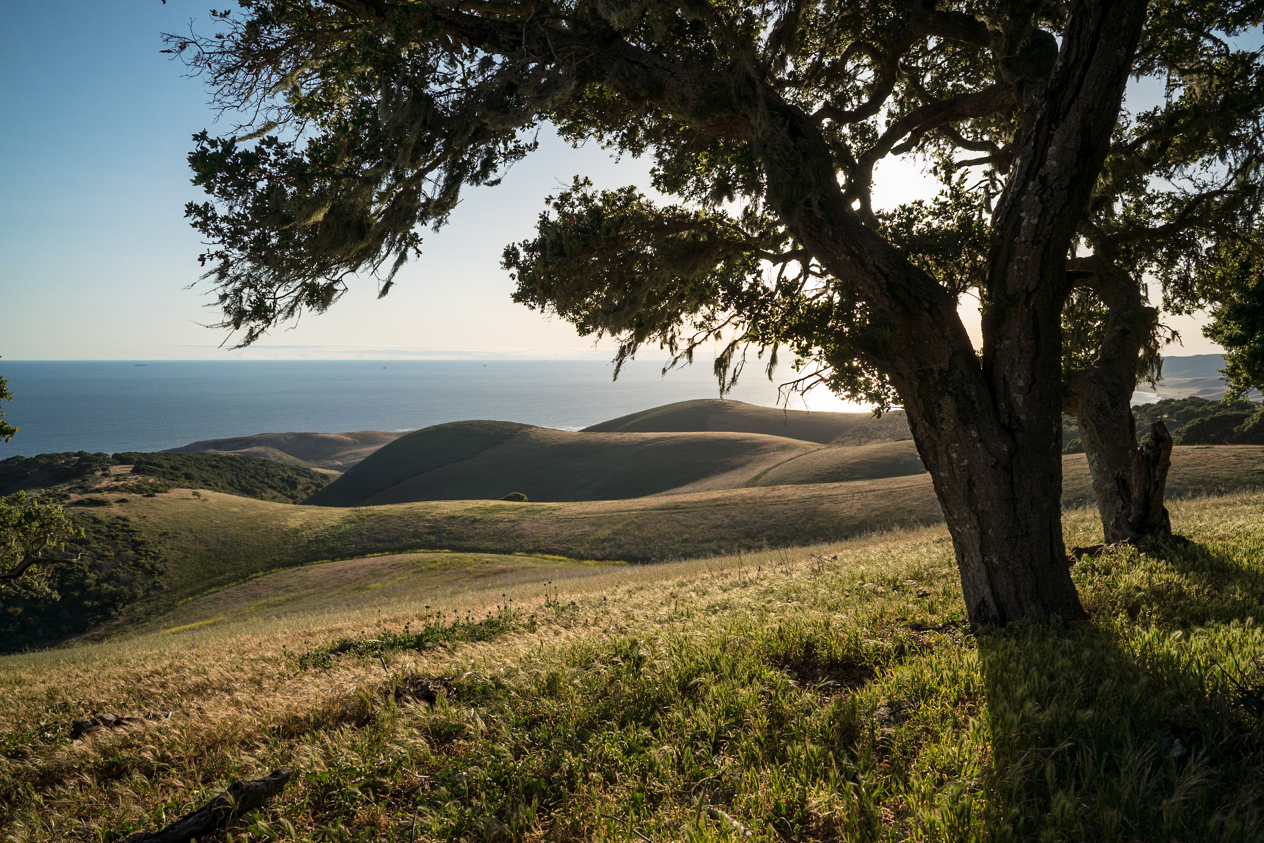 Oak tree on hillside overlooking ocean