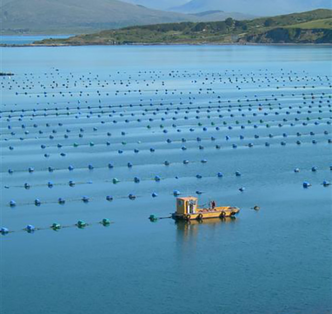 Offshore mussel farm and boat