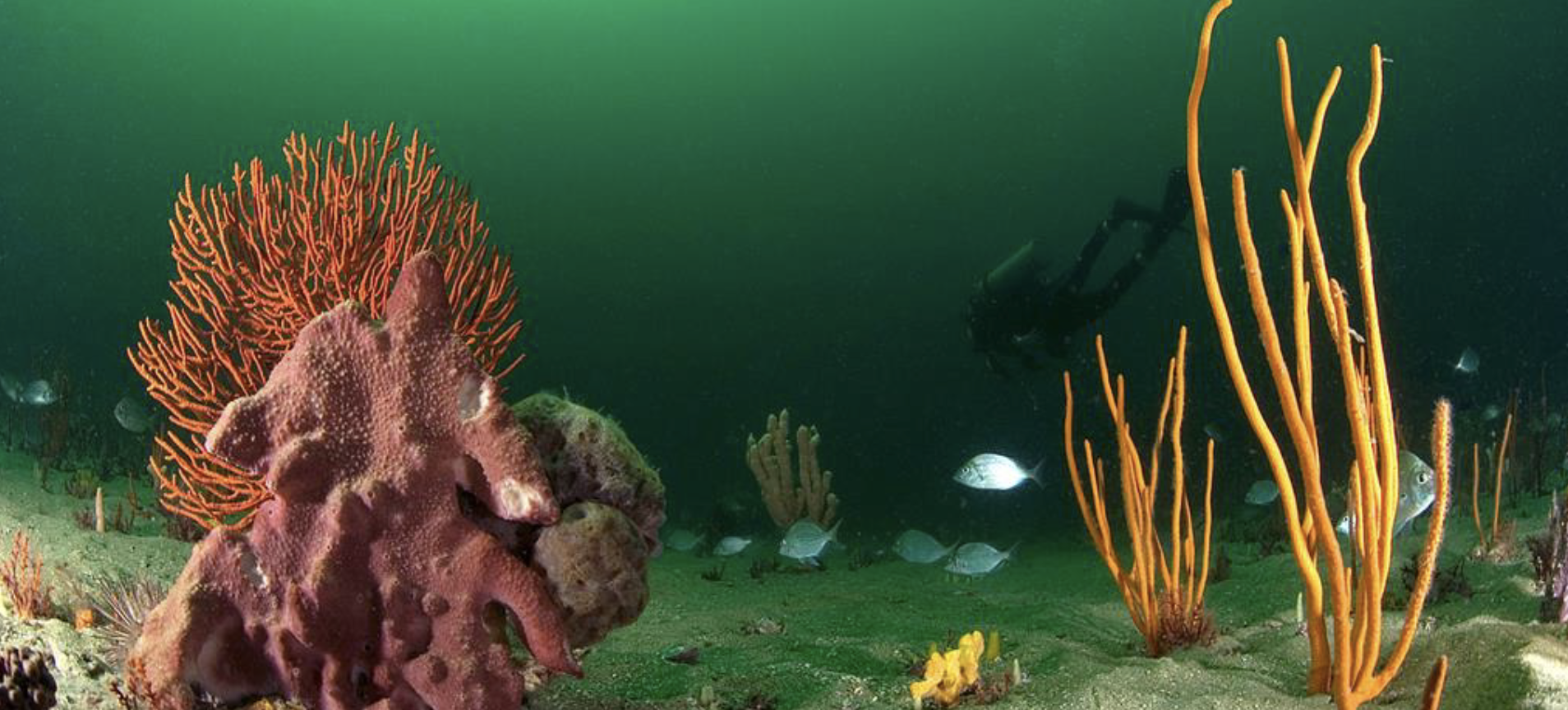 scuba diver underwater with coral reef