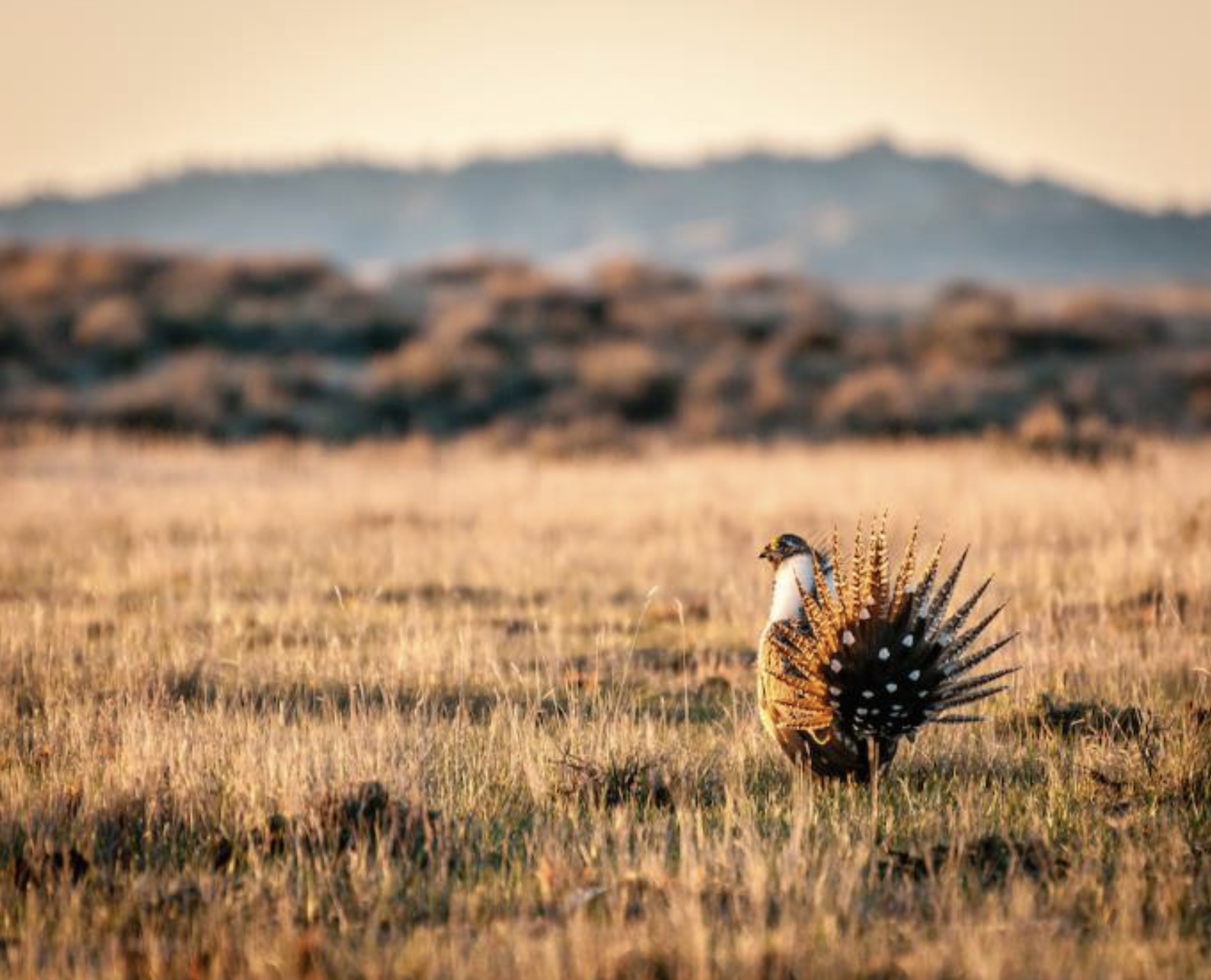 Sage grouse bird in grass field