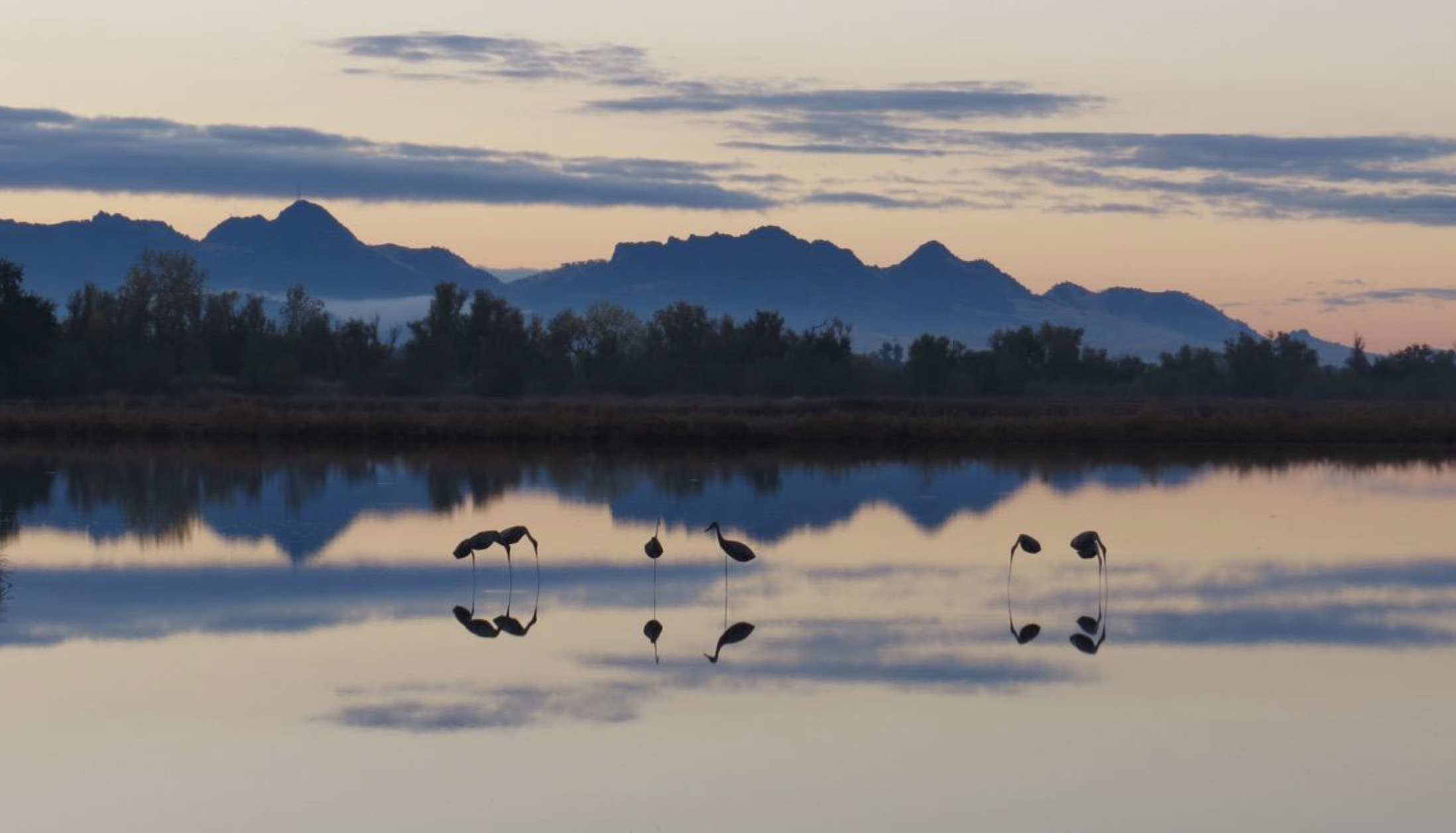 Shorebirds on shore with sunset