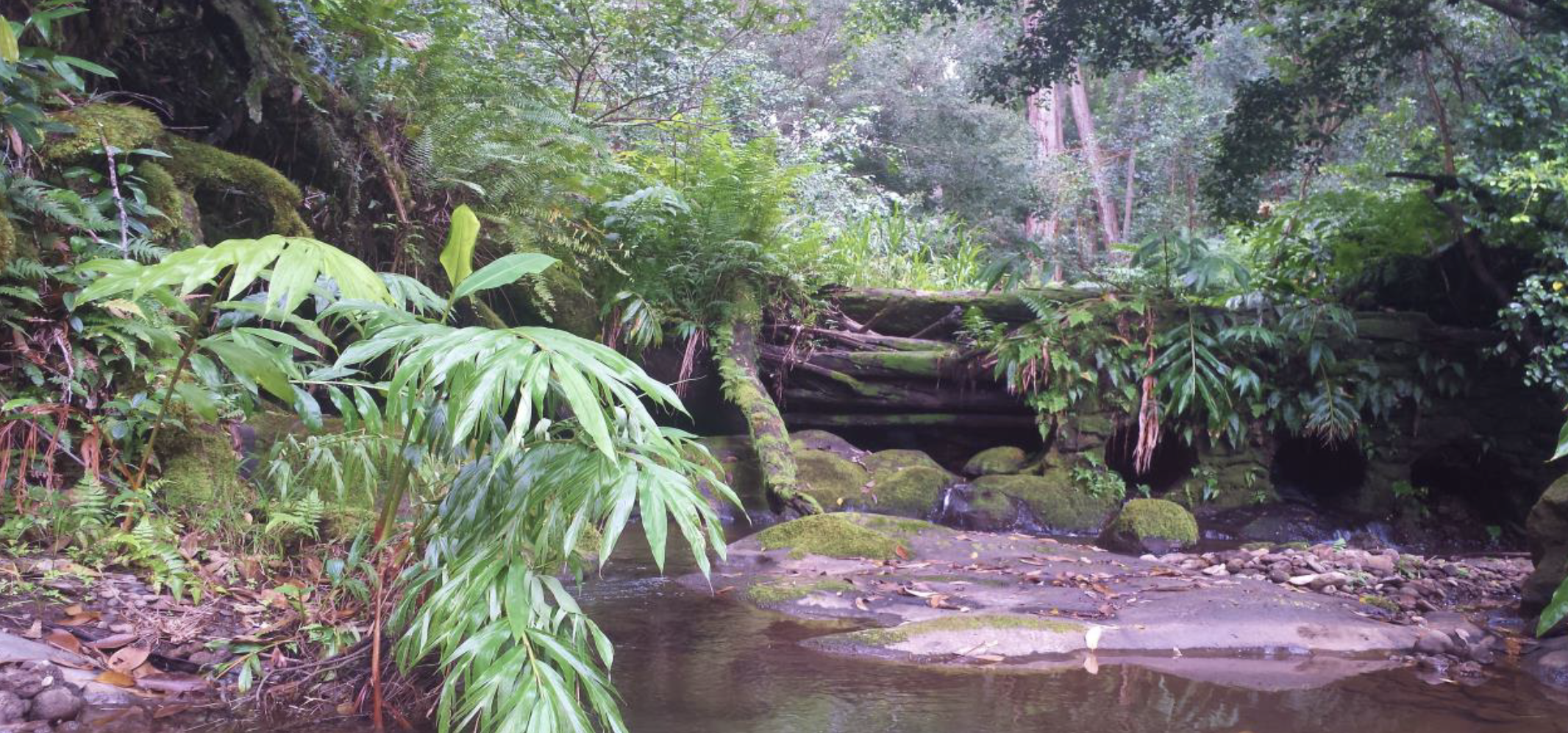 Lush tropical forest and freshwater pond