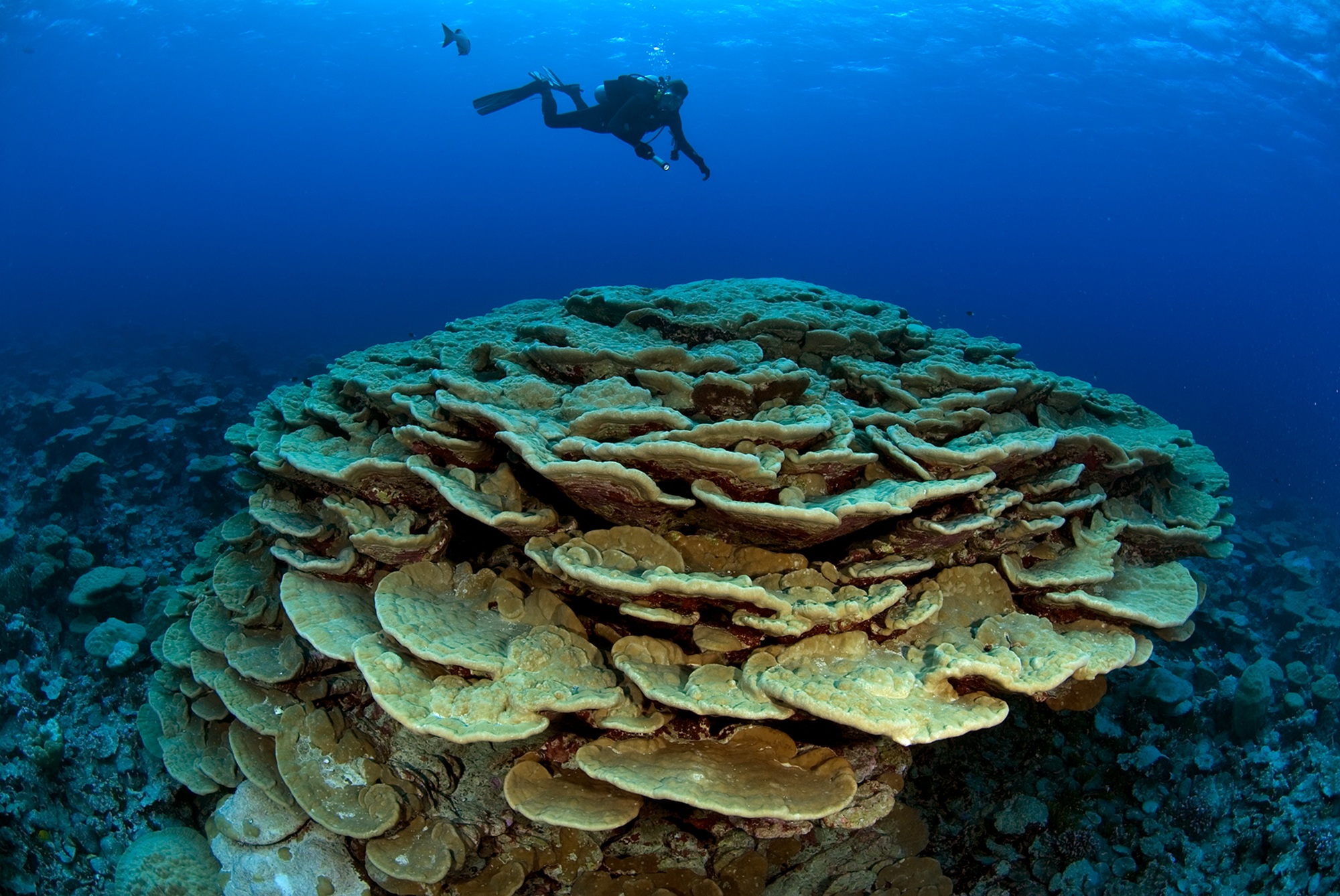 Underwater photo of coral reef