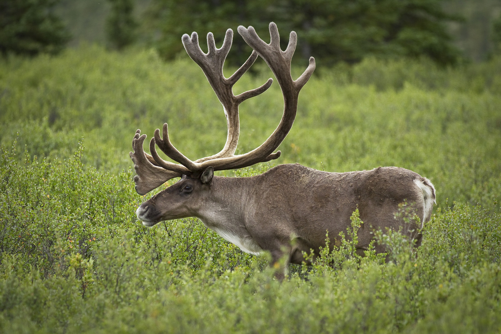 Caribou in a field