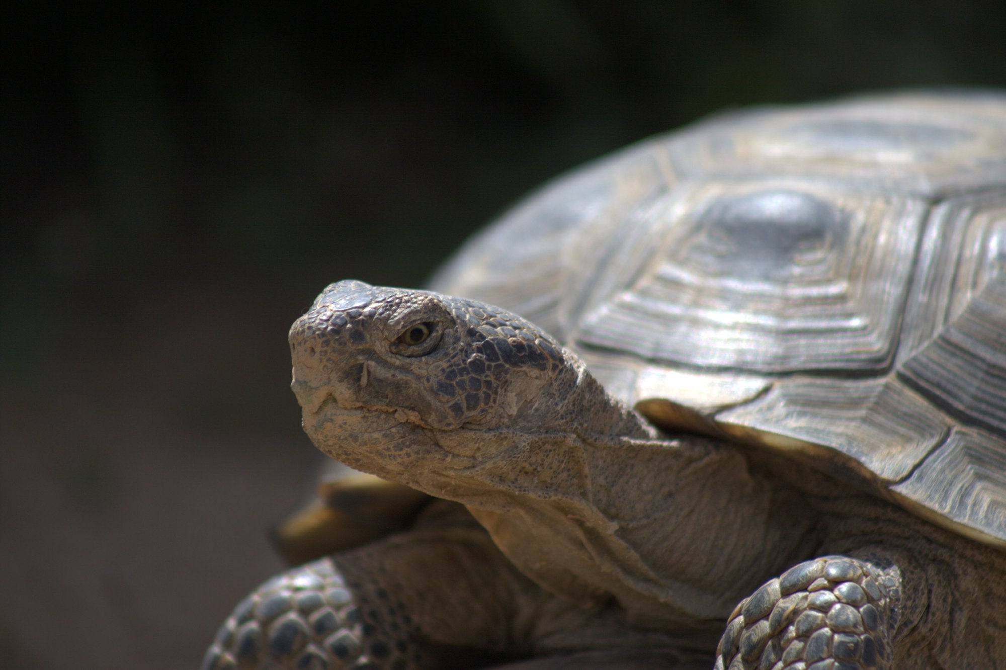 Desert tortoise