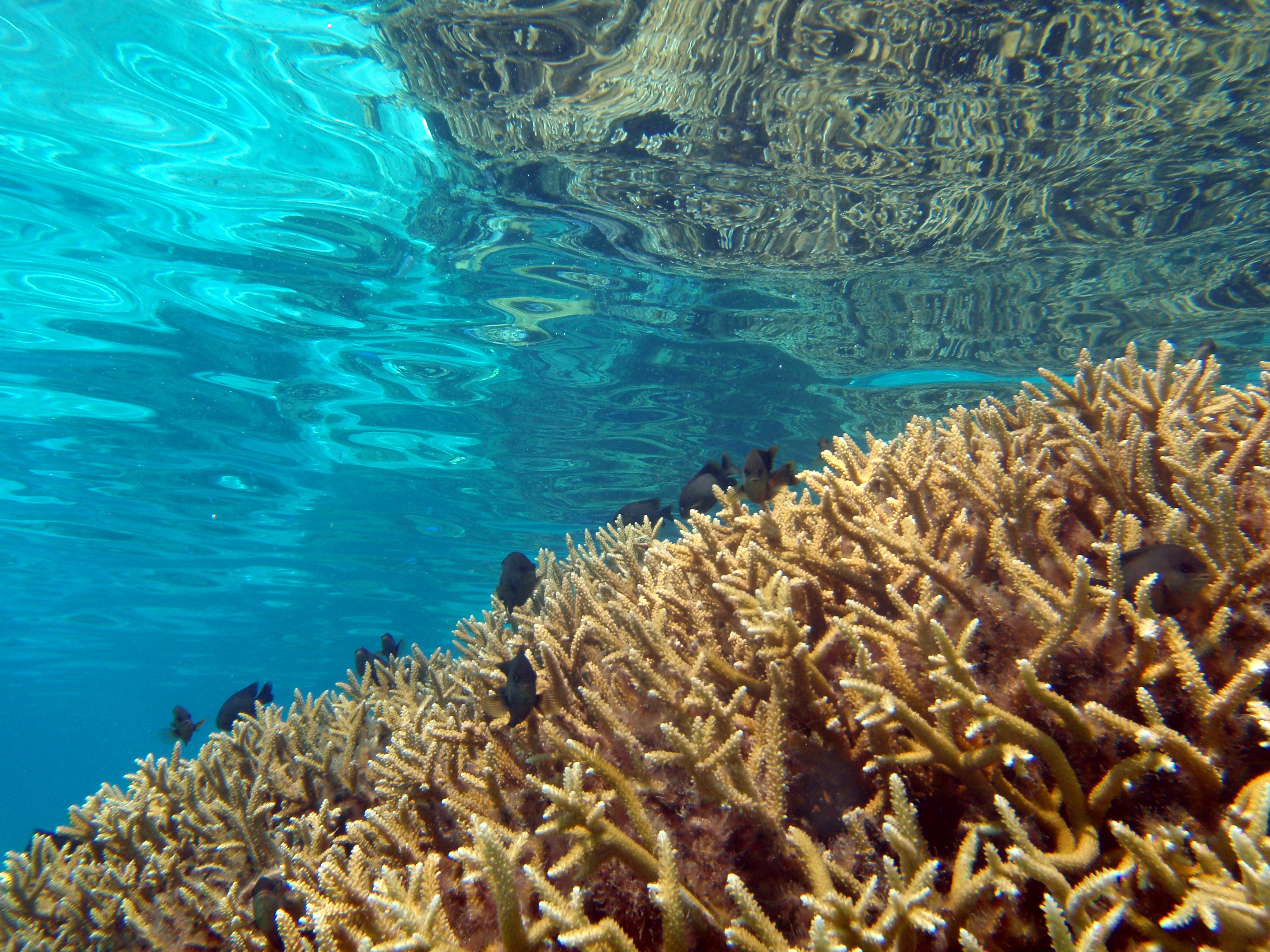 Underwater photo of coral reef