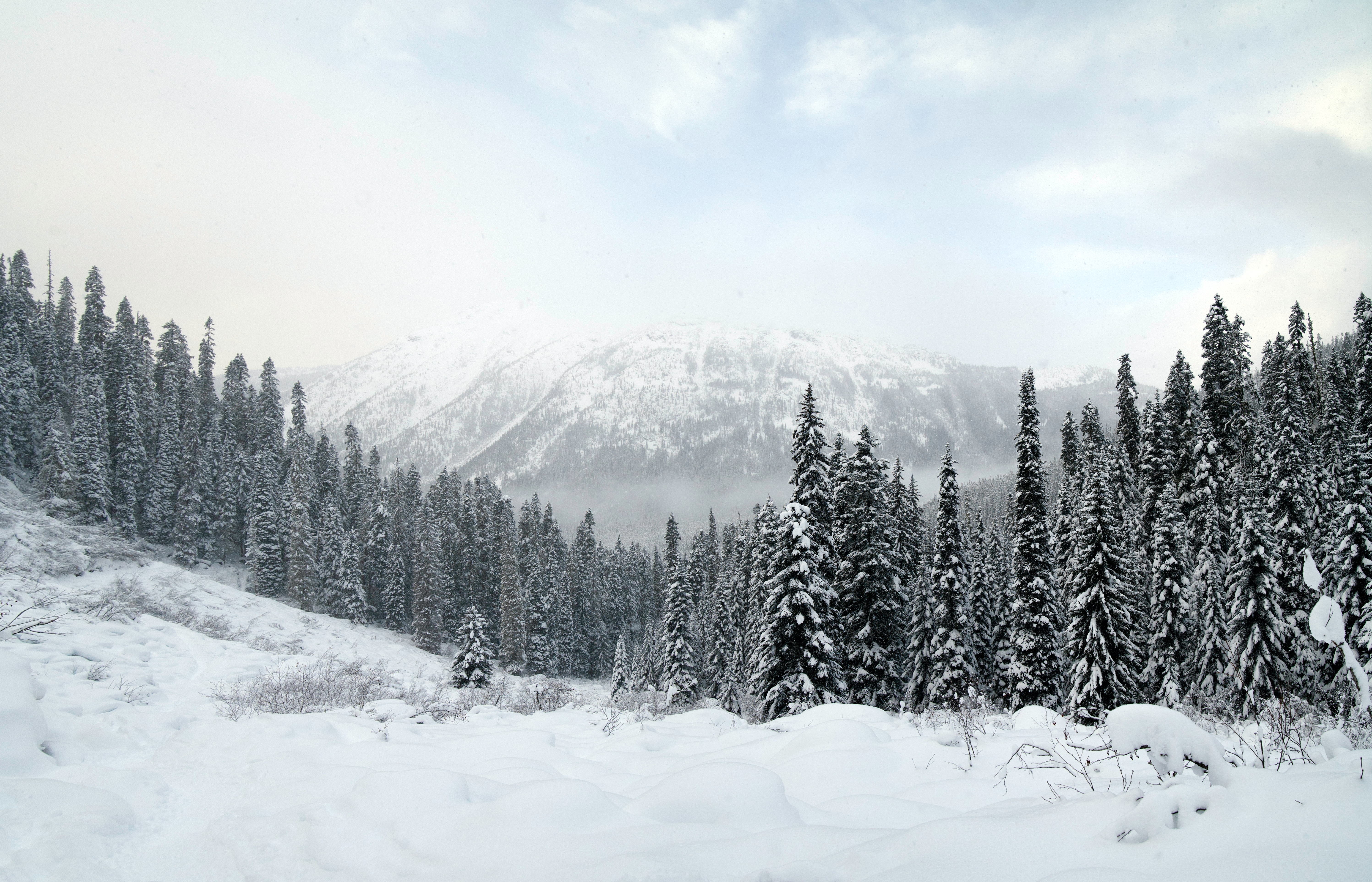 Snowy mountain and forest