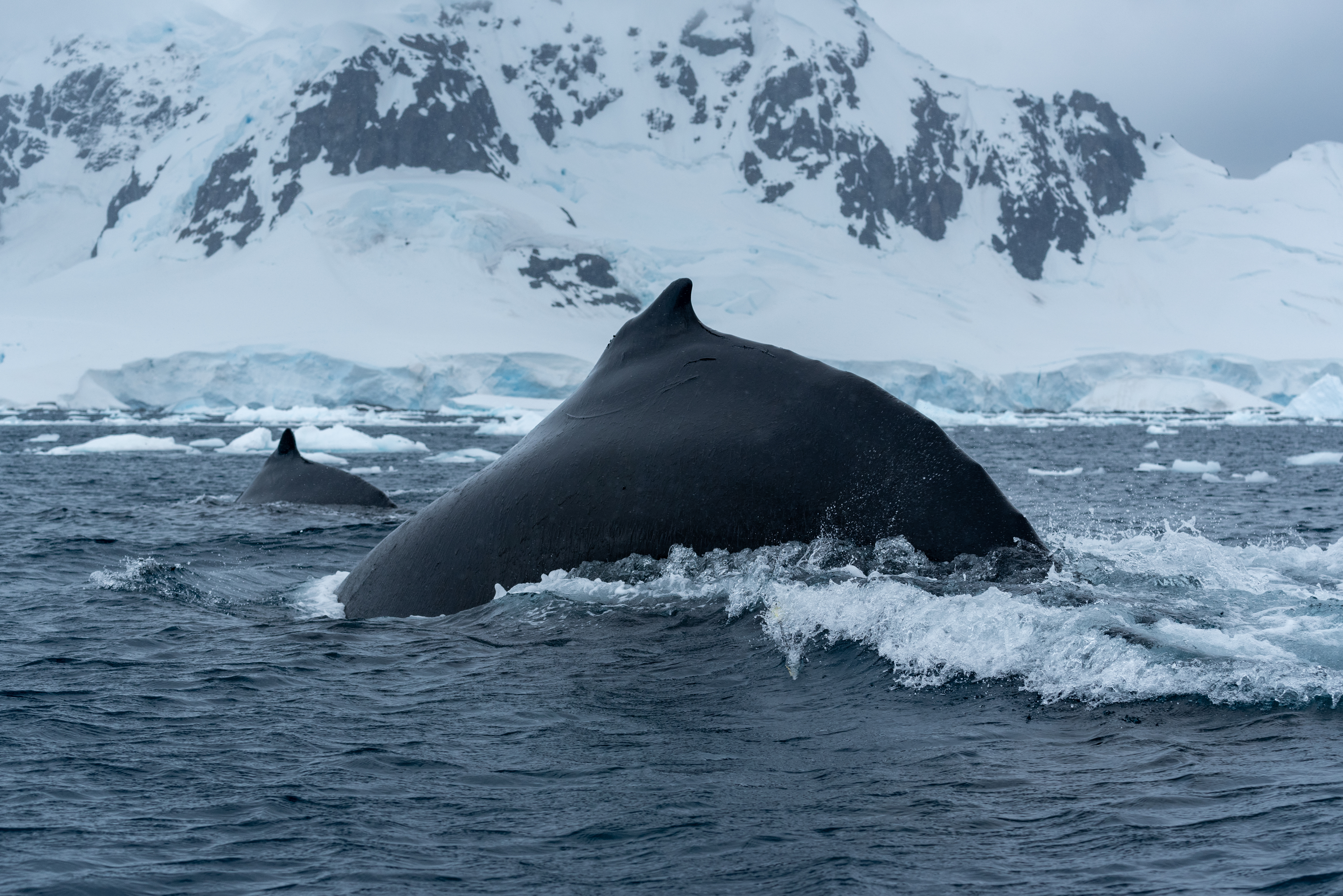 Humpback whales, Antarctica. Photo by Matt Savoca
