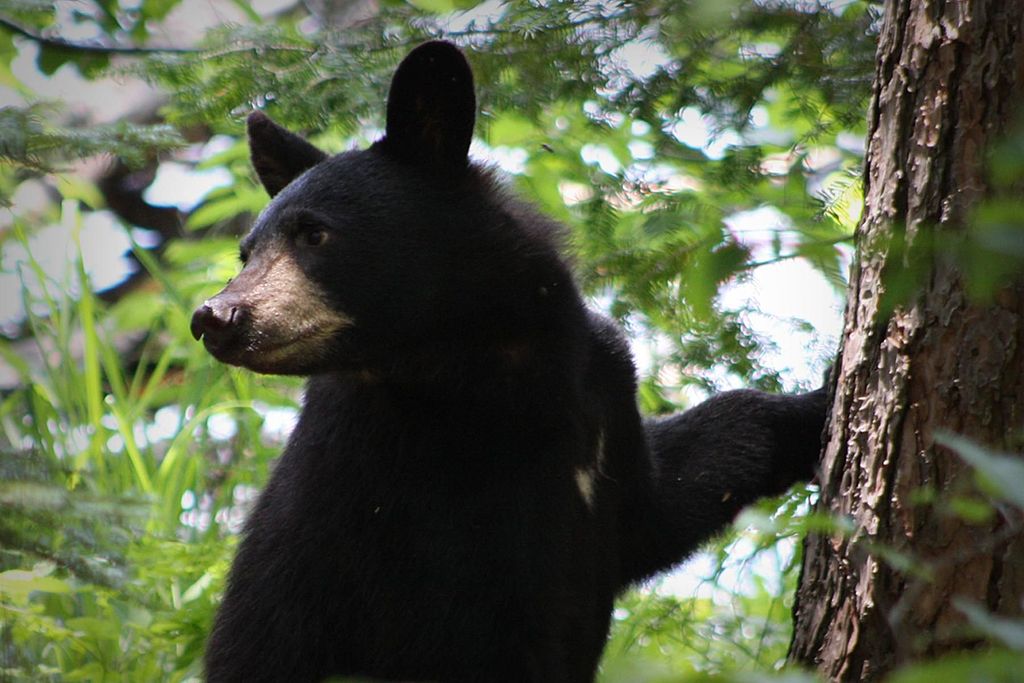 black bear