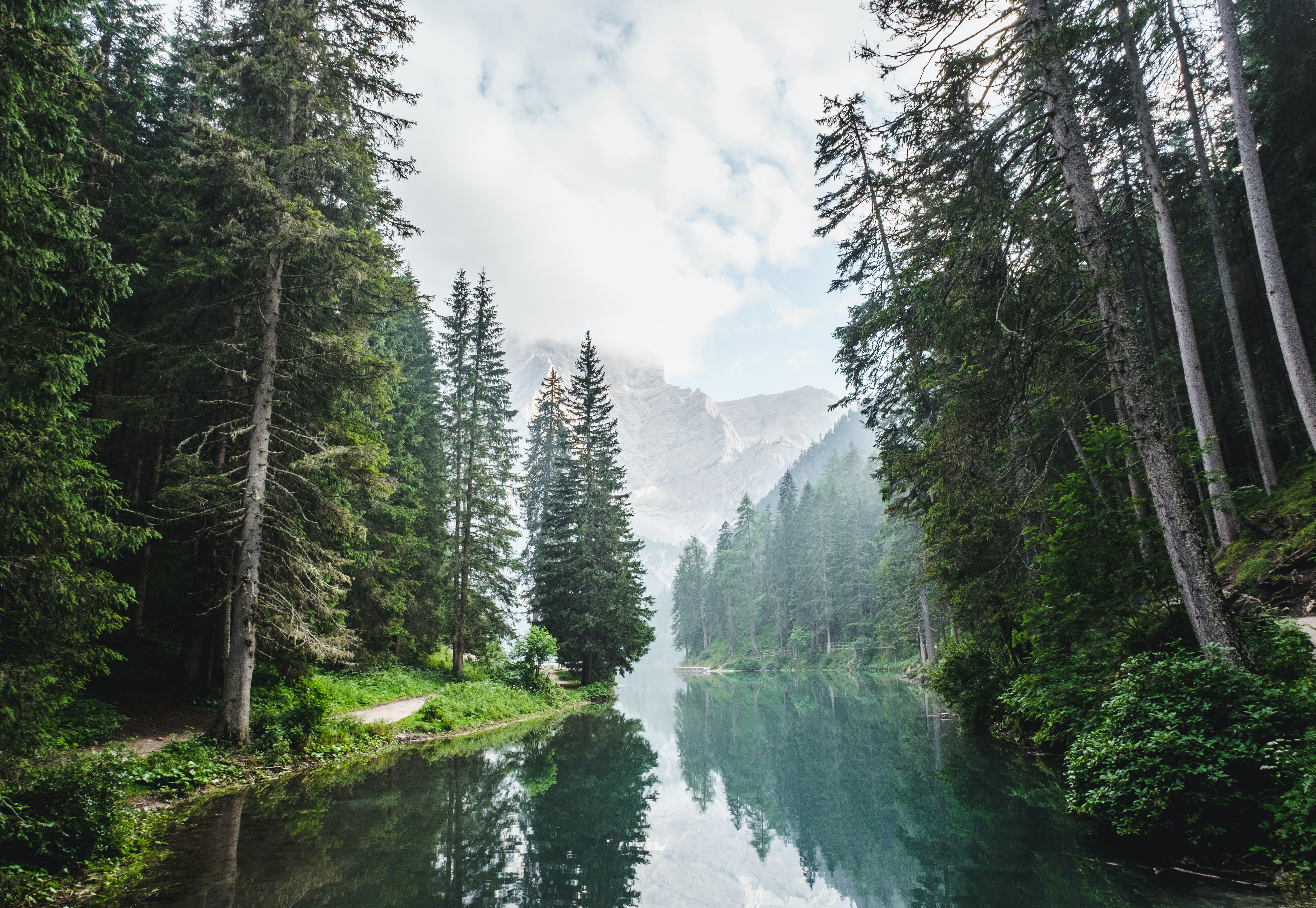 green pine forest with a river running in between the trees