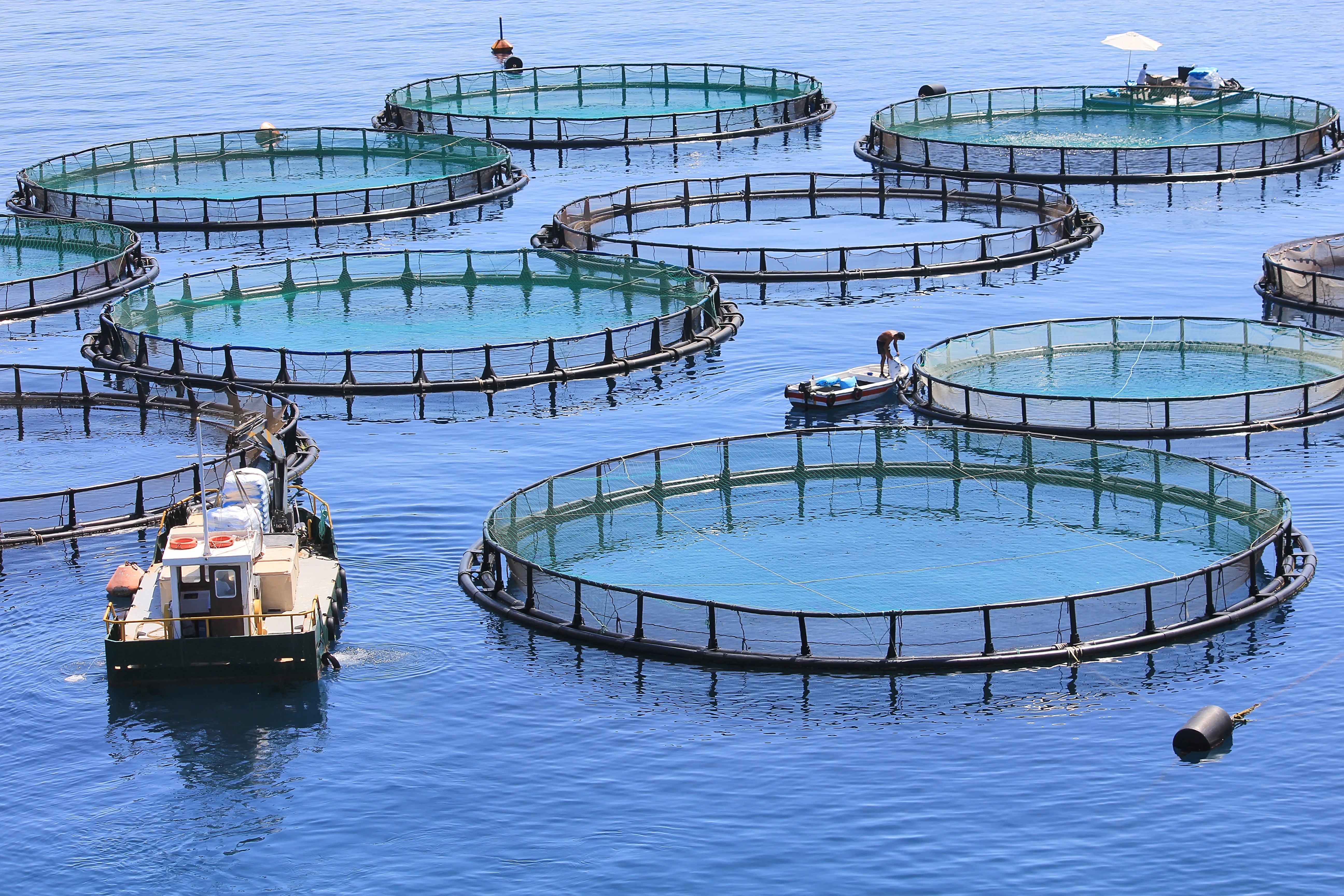 Floating round aquaculture nets on ocean