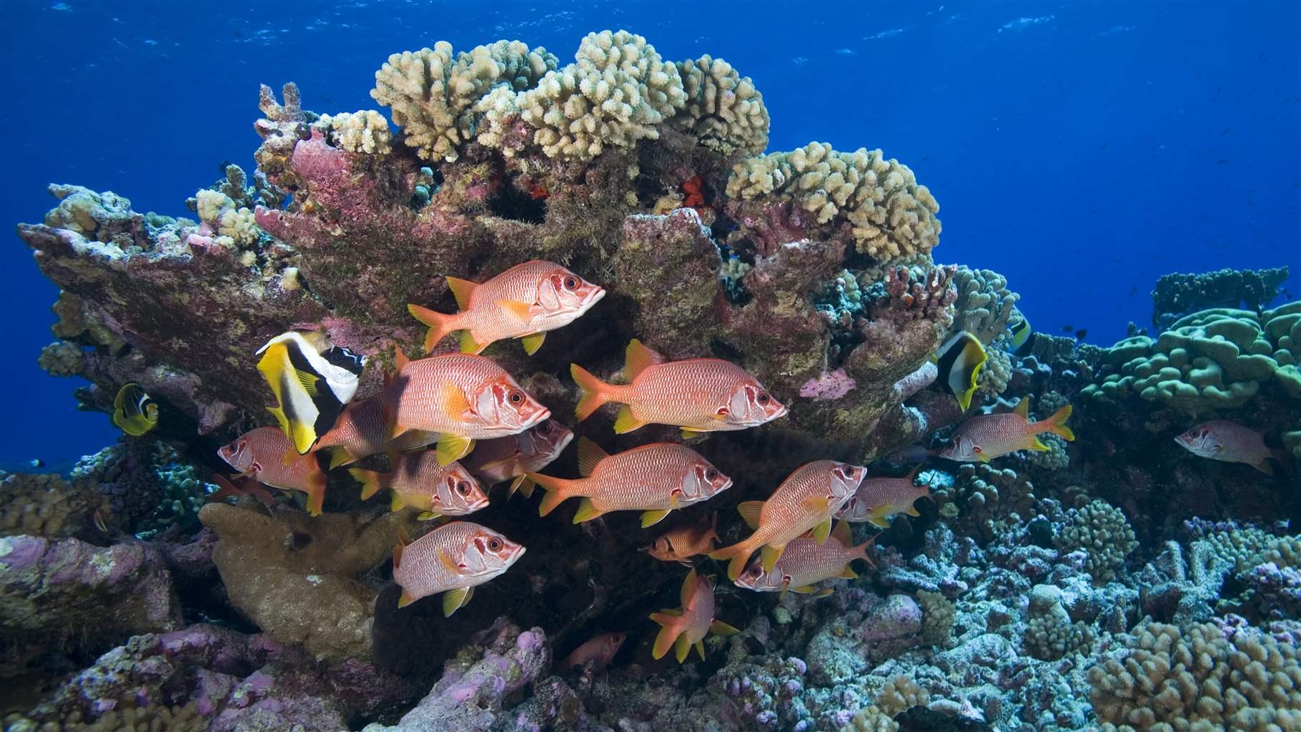 Fish swim around a coral reef underwater
