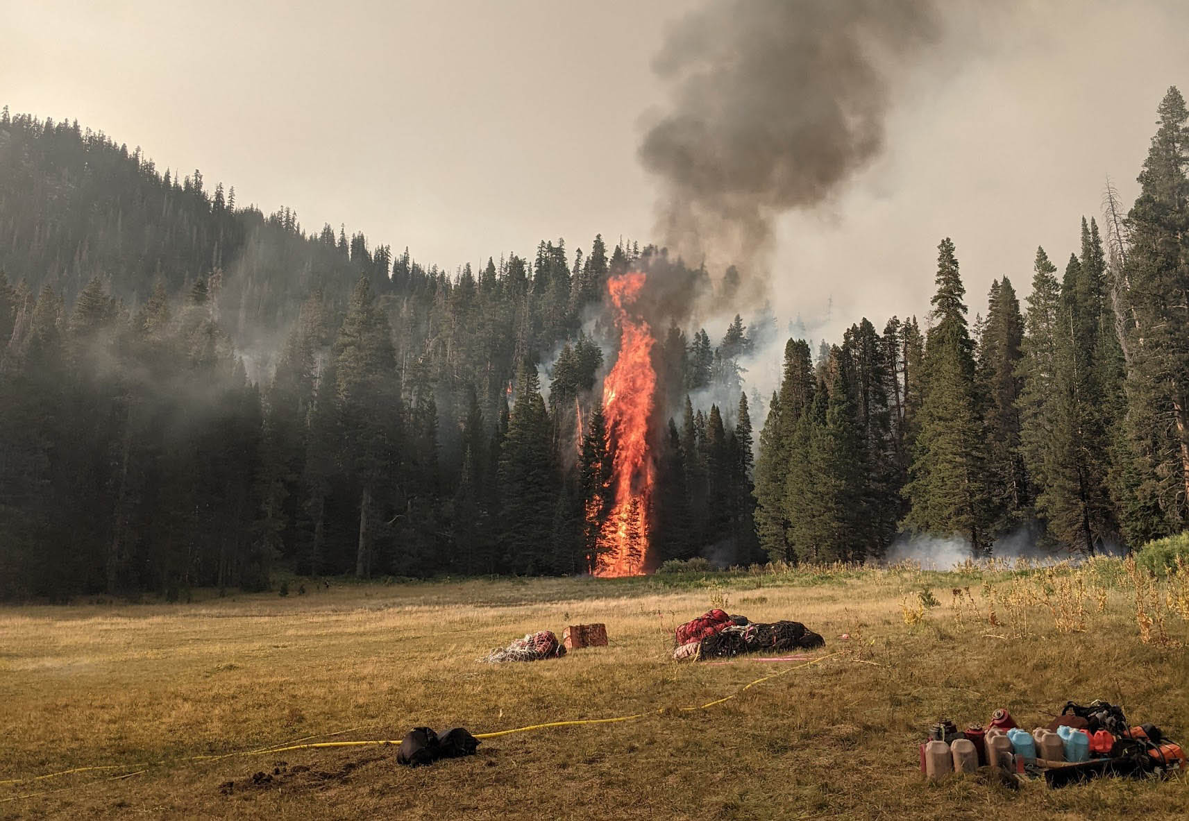 Edge of a forest with column of fire burning