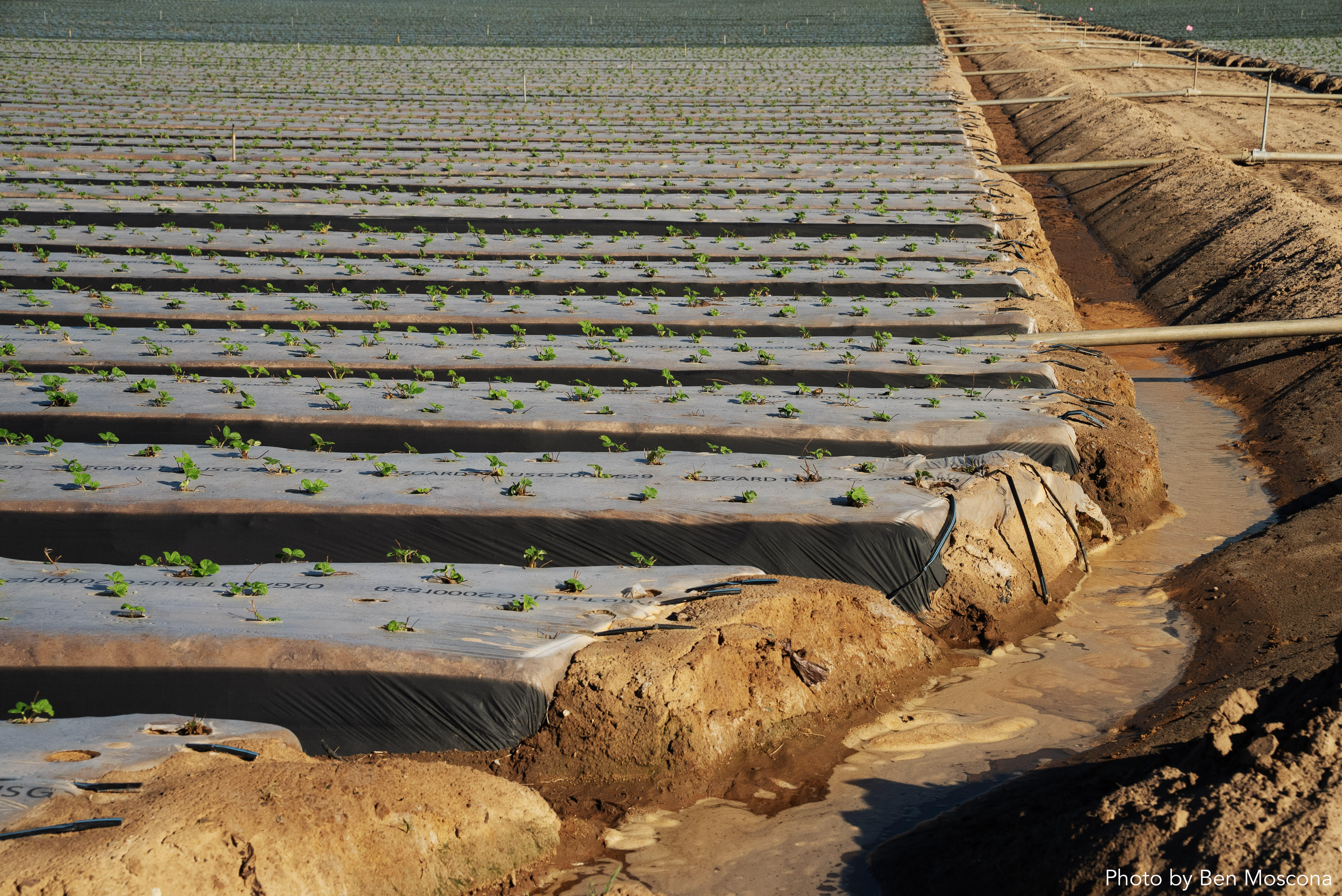 agricultural field with rows of planted strawberries crops, and rows are covers in a plastic film,