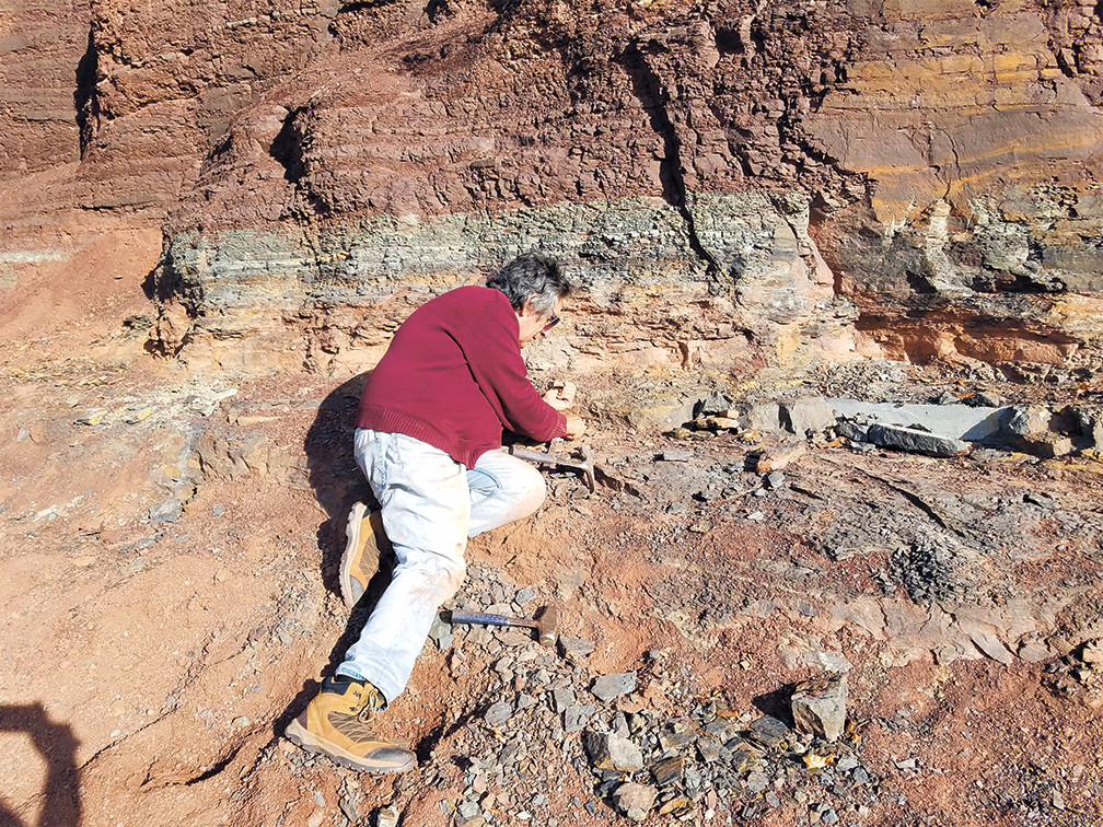 The author examines a fossil