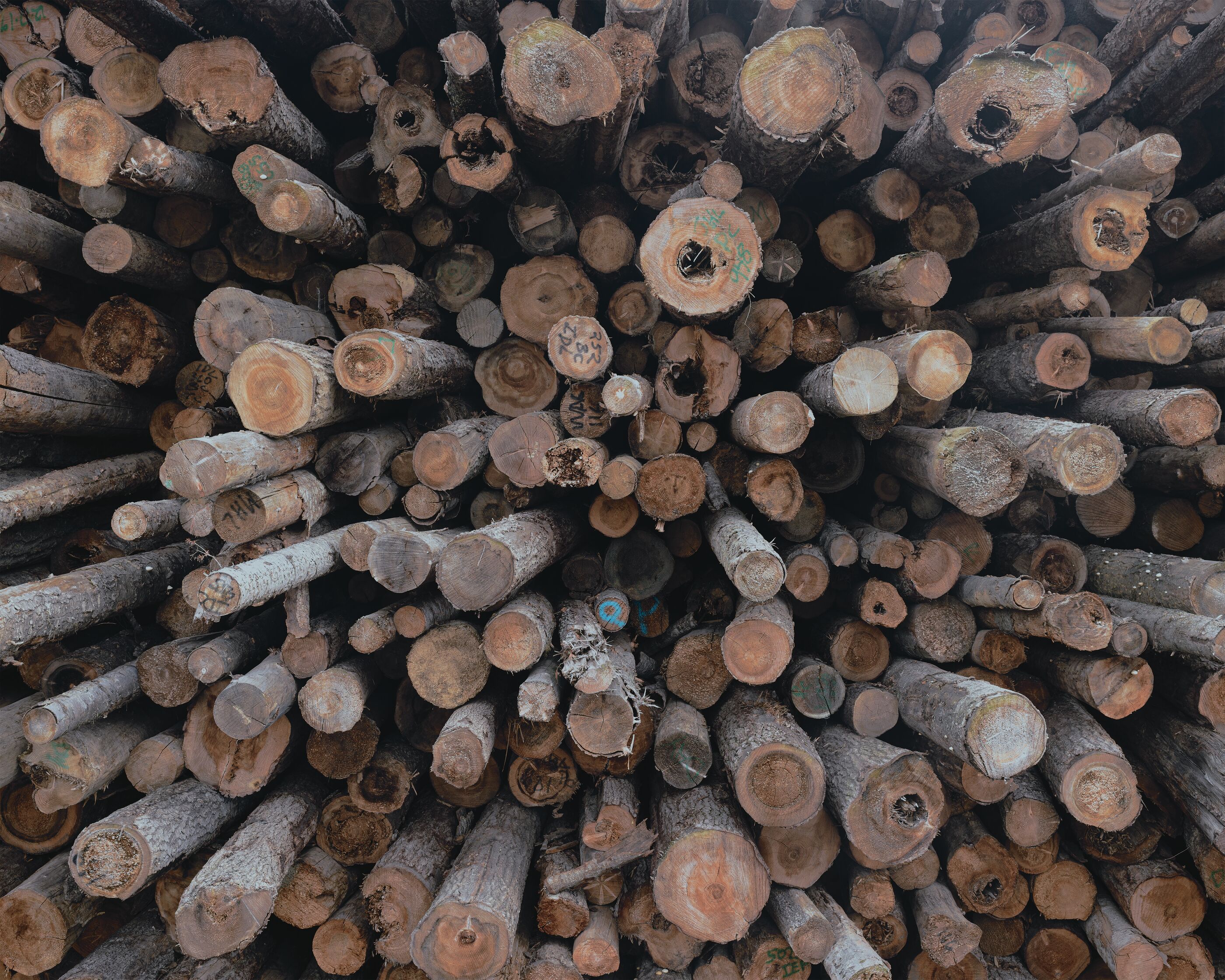 A lumberyard full of Douglas fir outside of Clarkston, Washington.