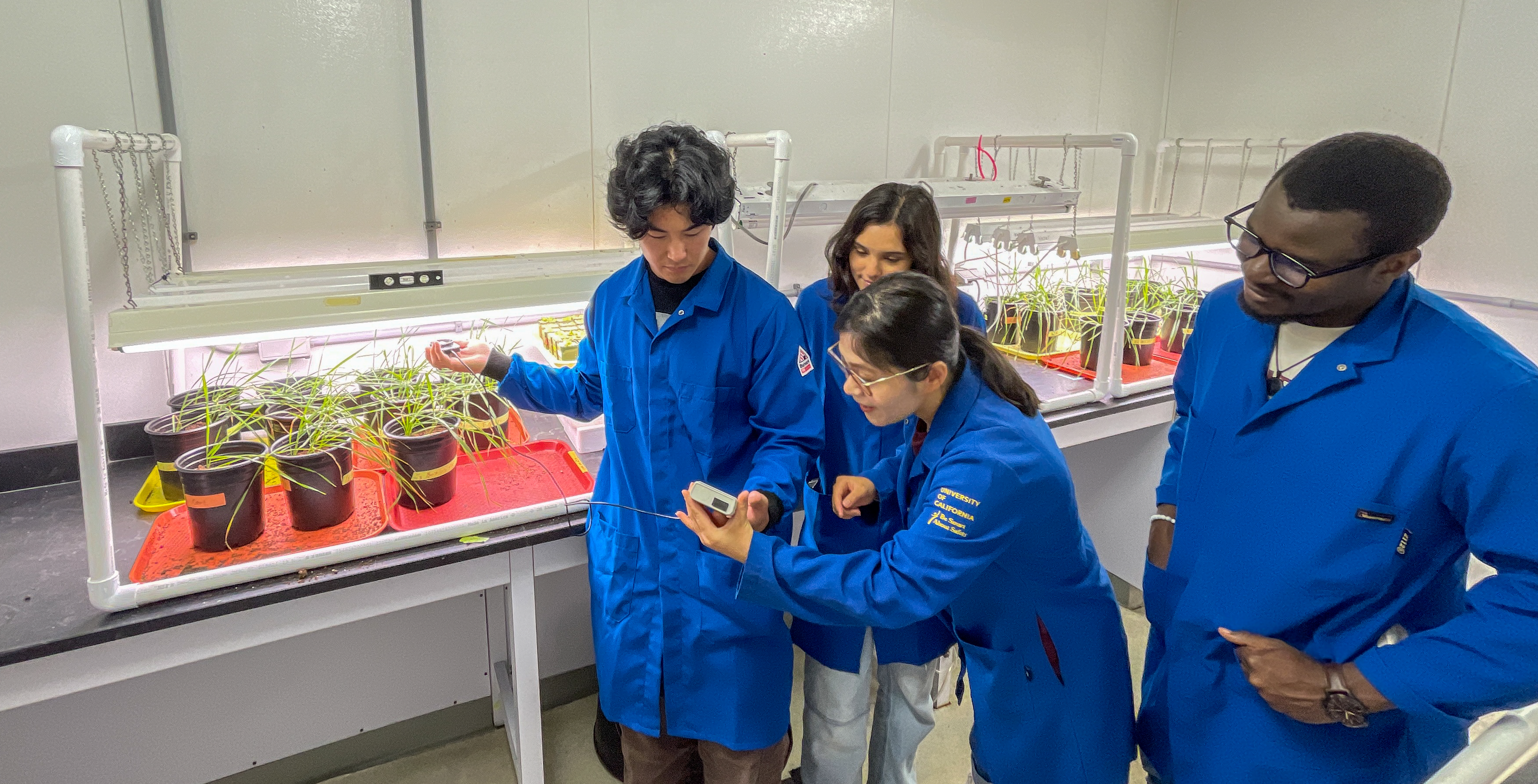 Students measure light levels on wheat growing in the Keller Lab as part of an ongoing experiment. Left to right: James Bae, Kayla Marie Clemens, Weiwei Li and Jean Wildort Félix