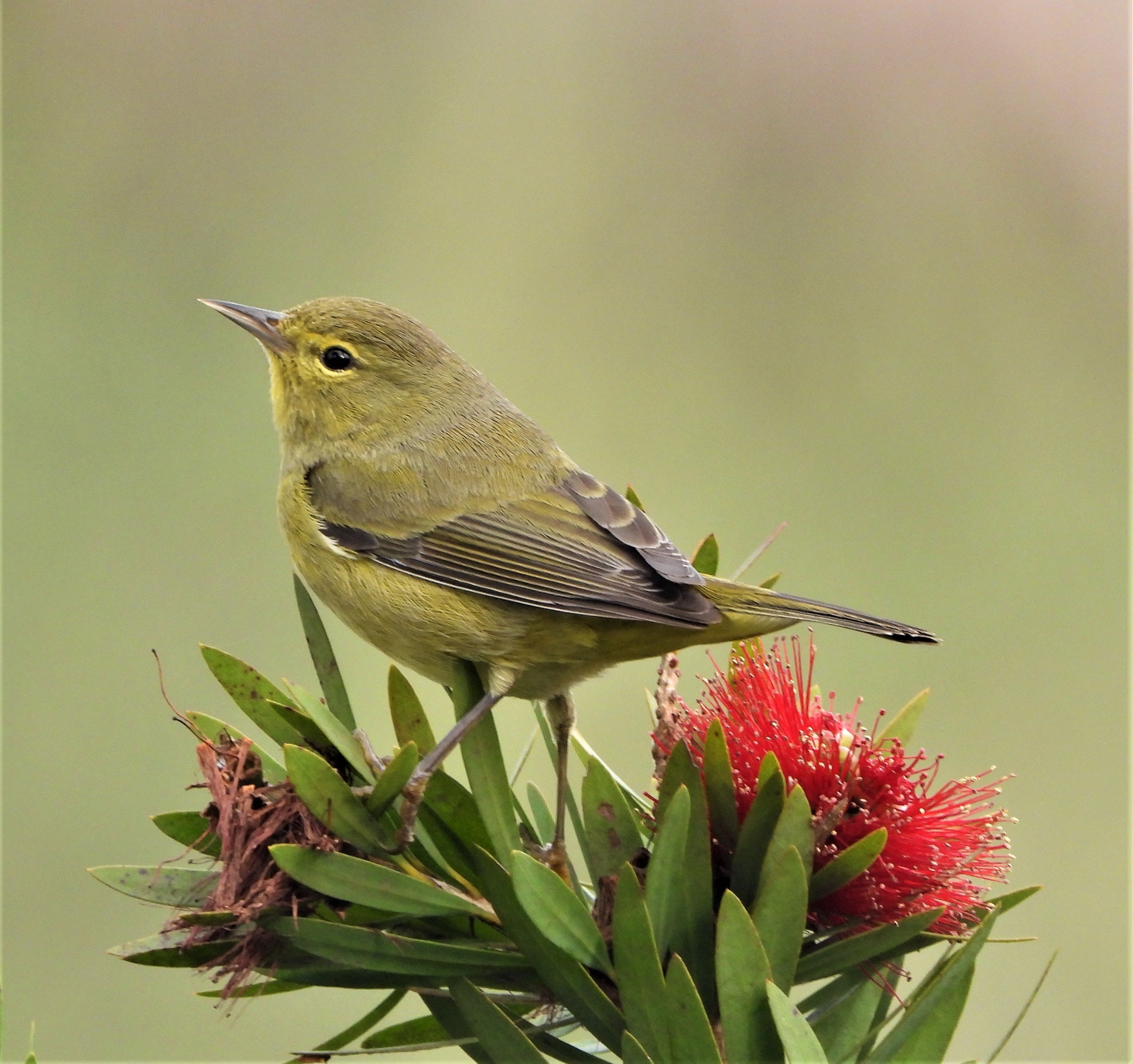 A small yellow bird perches on a bush