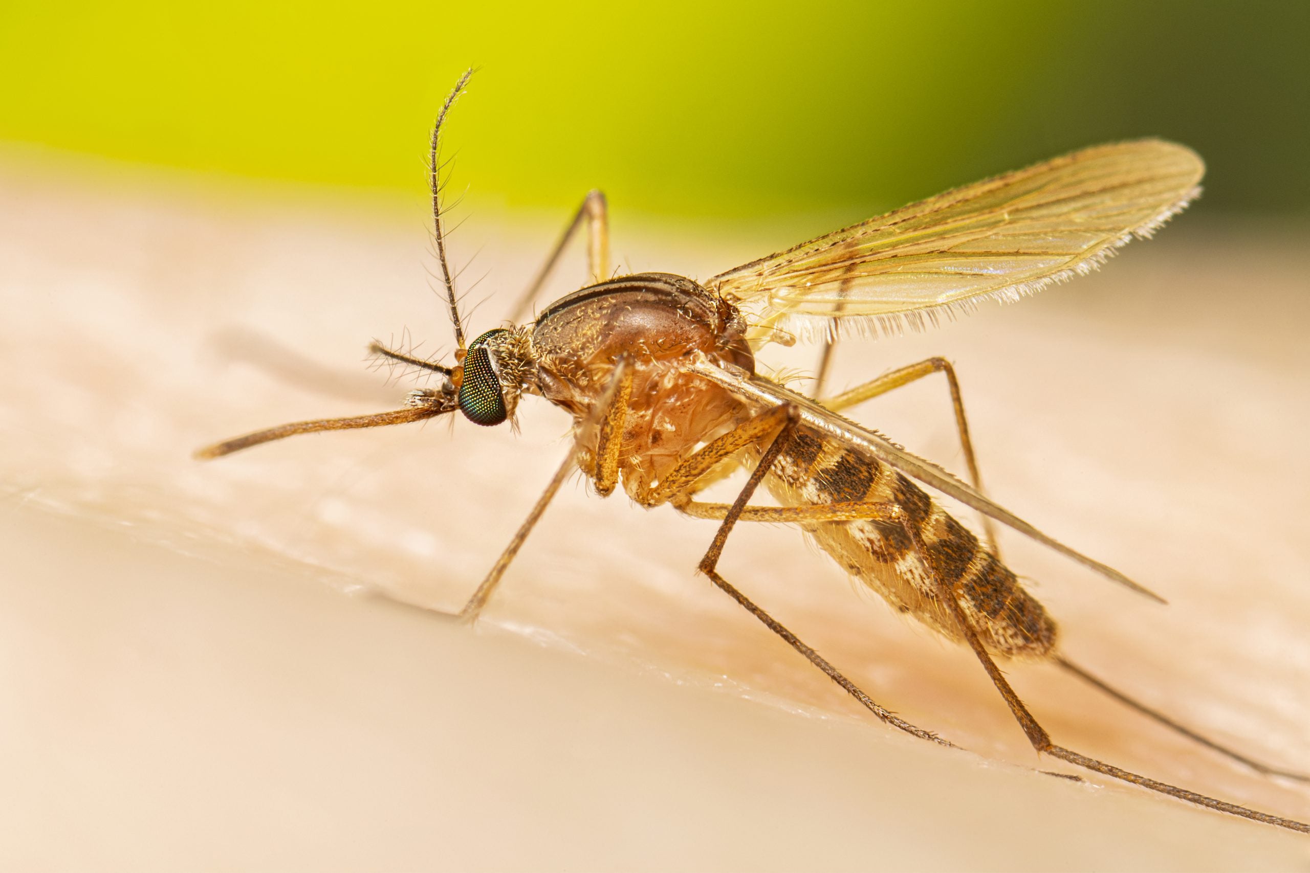 Culex quinquefasciatus Adult Resting