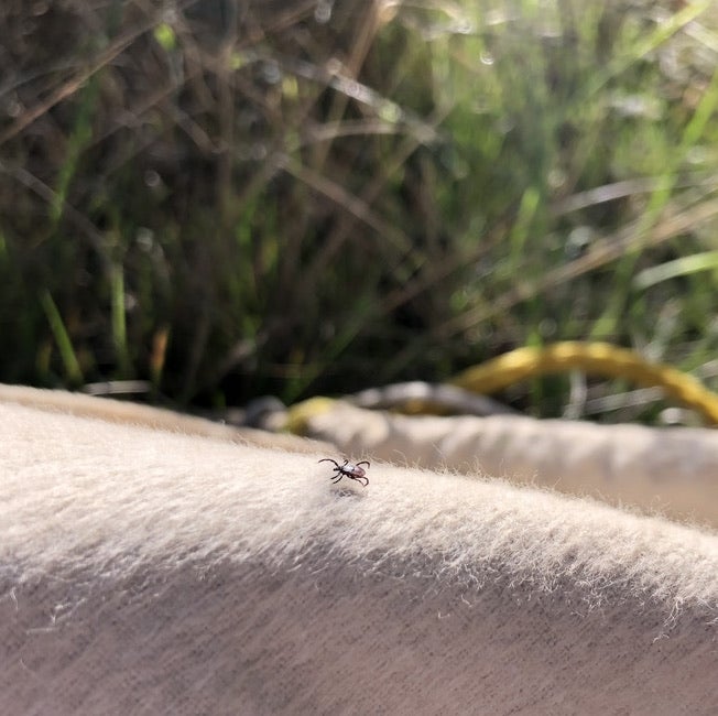 Tick photo